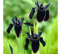 iris chrysographes black form