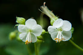 geranium macrorrhizum 'white ness' rhs