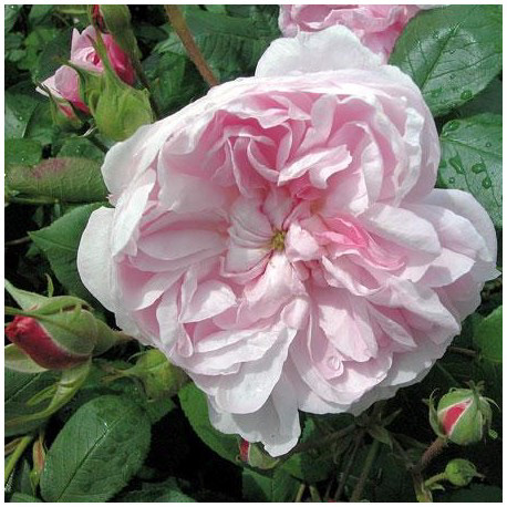 rosa gallica 'Fantin Latour'