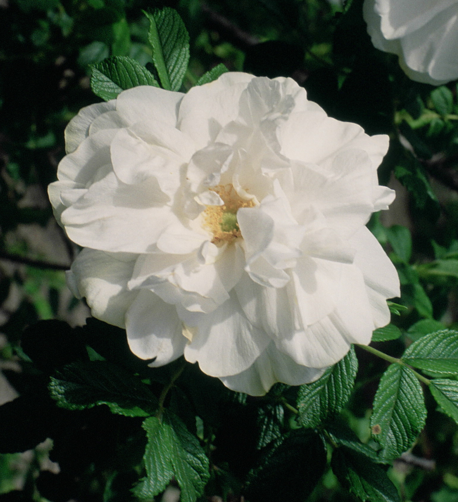 Rosa_'Blanc_Double_de_Coubert'