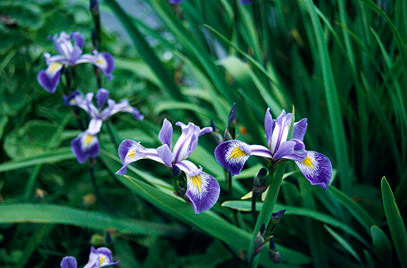 iris x robusta 'gerald darby'
