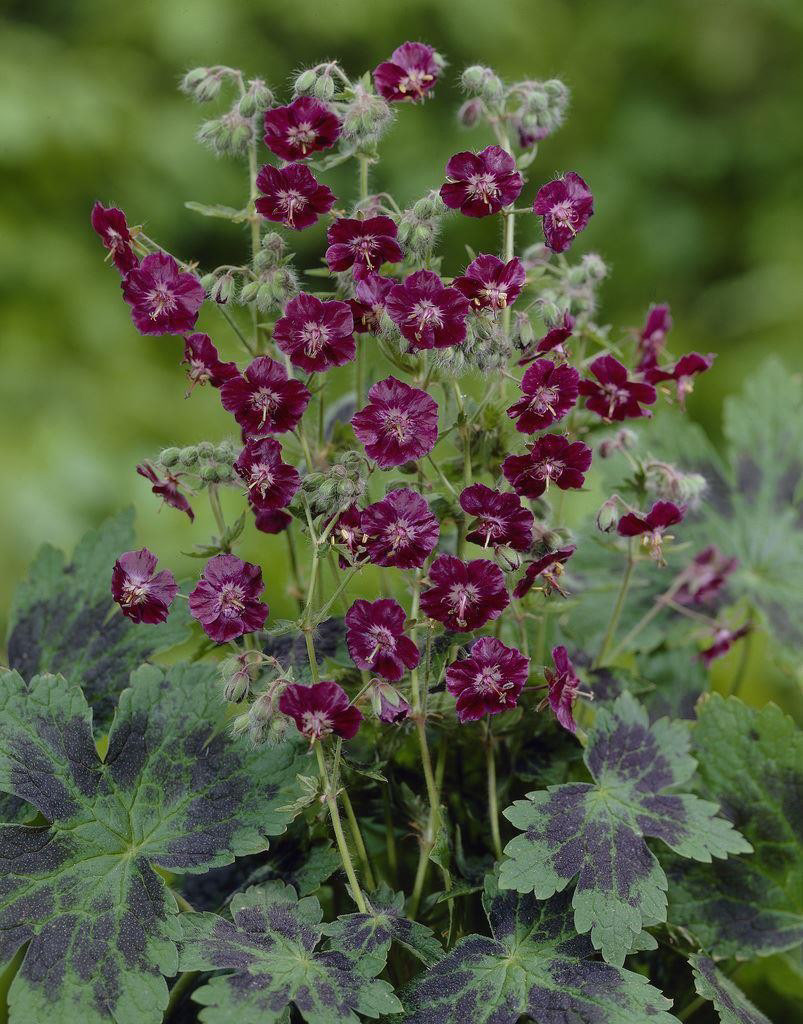 geranium phaeum 'samobor'