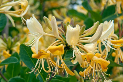 lonicera periclymenum 'graham thomas'