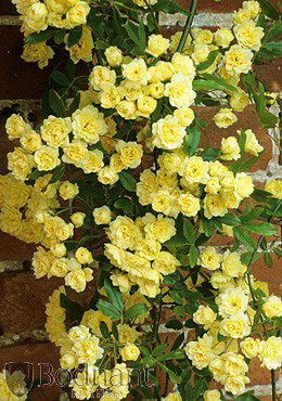rosa banksiae 'lutea'