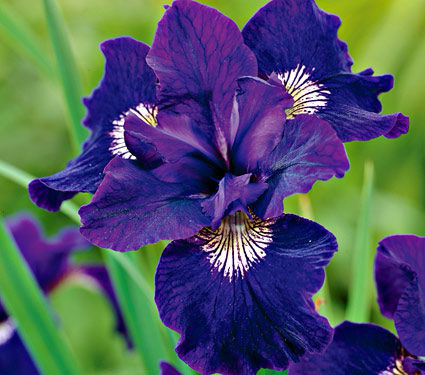 iris sibirica 'Shirley Pope'