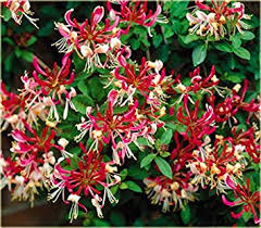 lonicera periclymenum 'belgica'