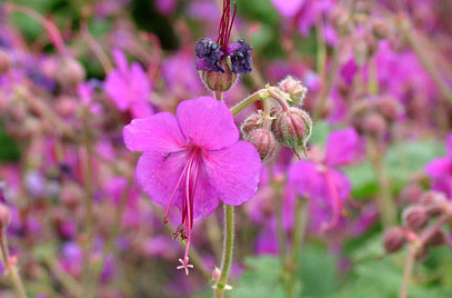 geranium macrorrhizum 'bevan's variety'