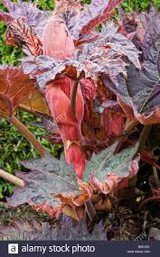 rheum palmatum atrosanguineum