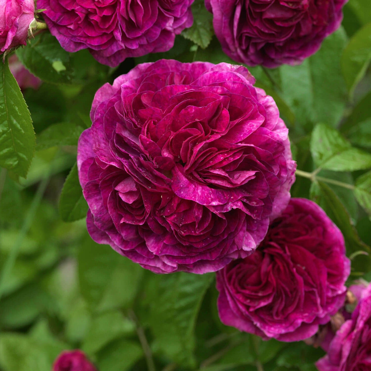 rosa gallica 'Charles de Mills'
