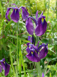 iris ensata