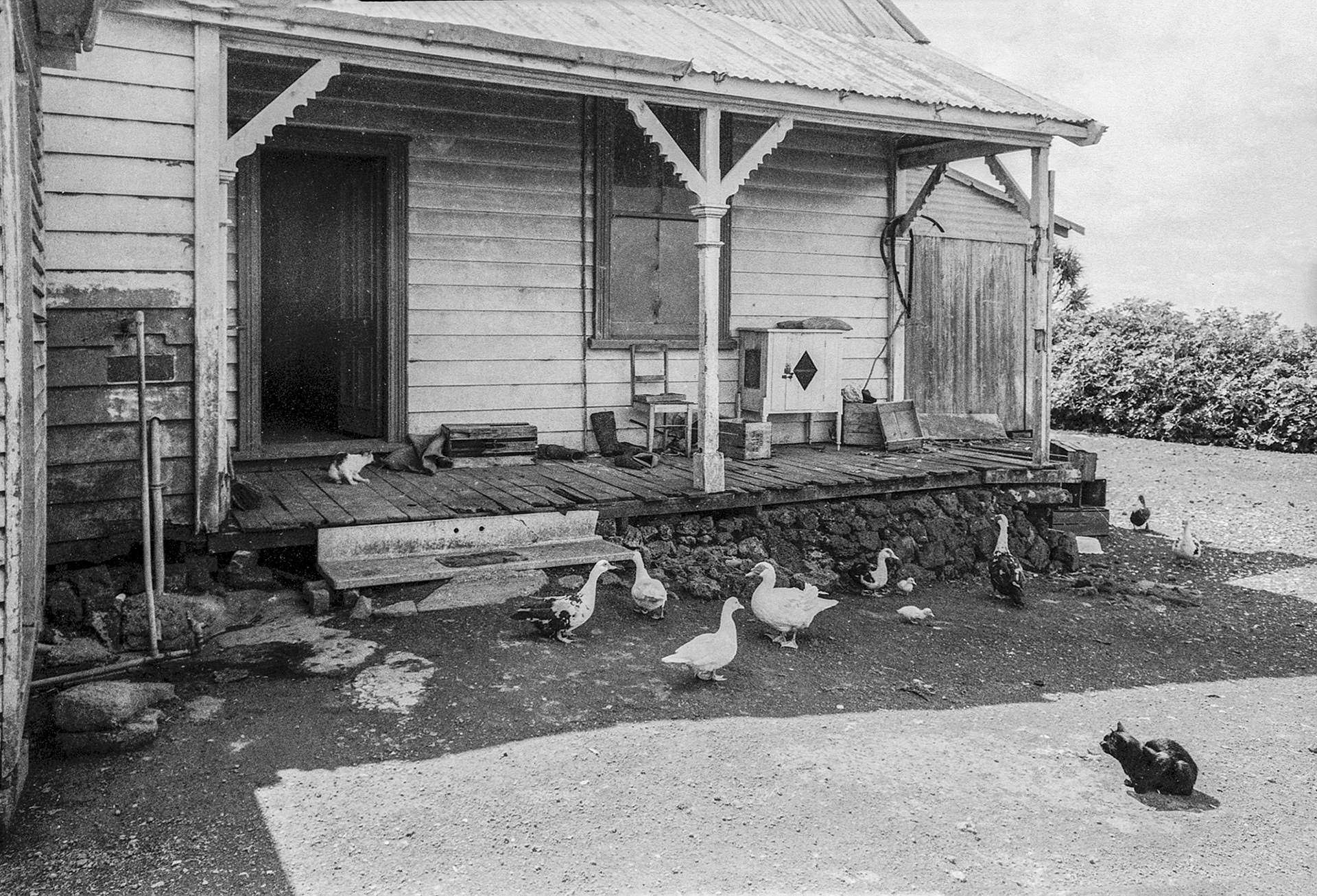 Glen Innes market garden #1