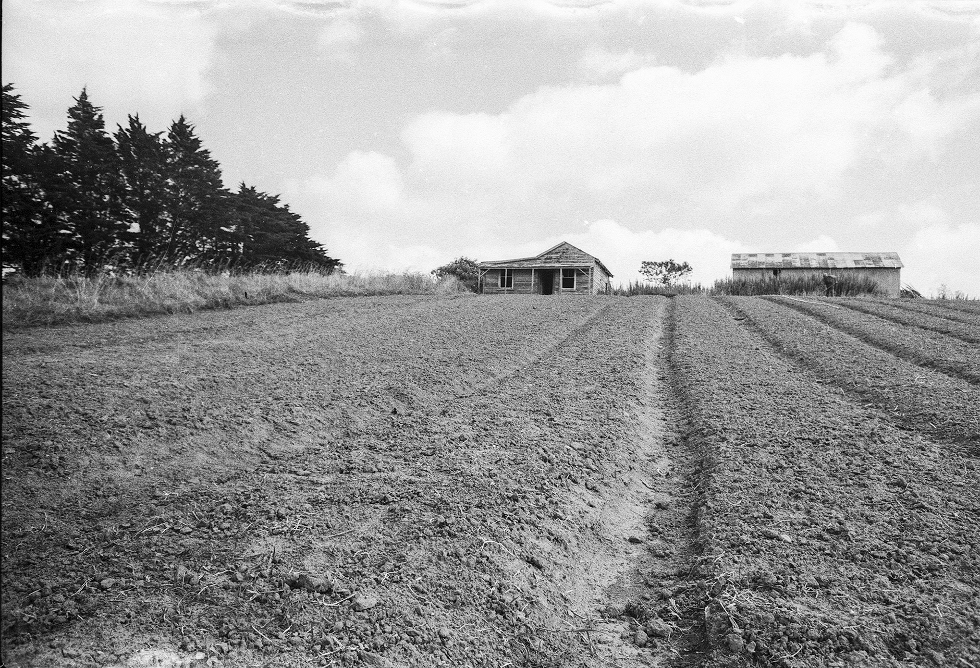 Glen Innes market garden #2