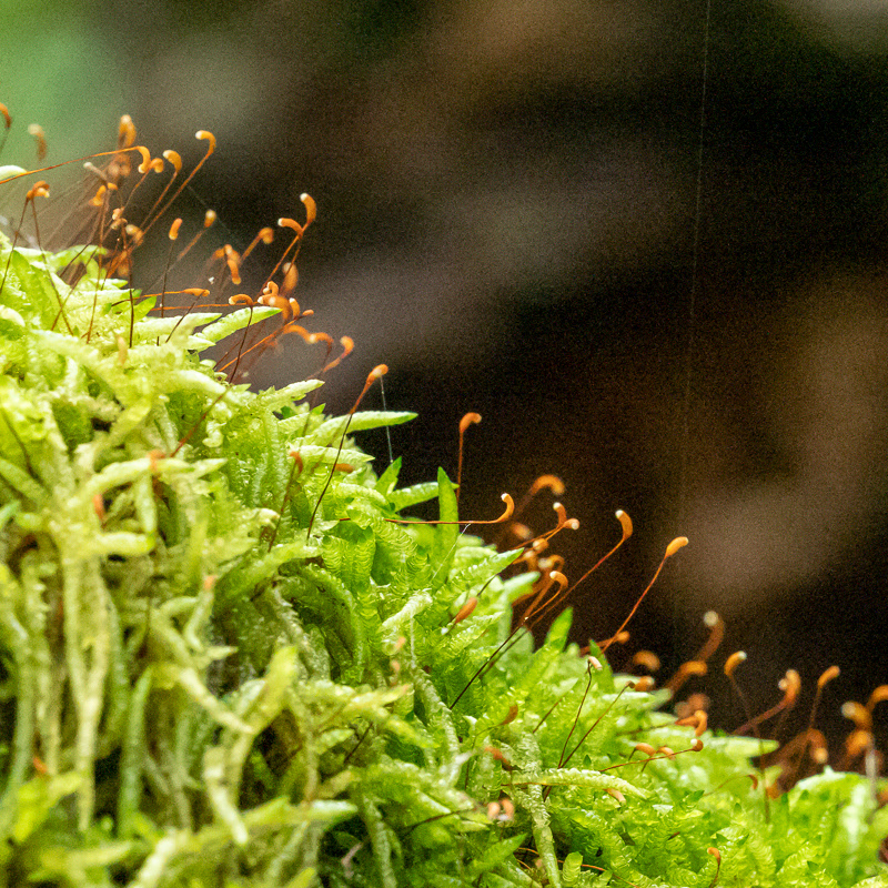 Mosses of Mount Field National Park