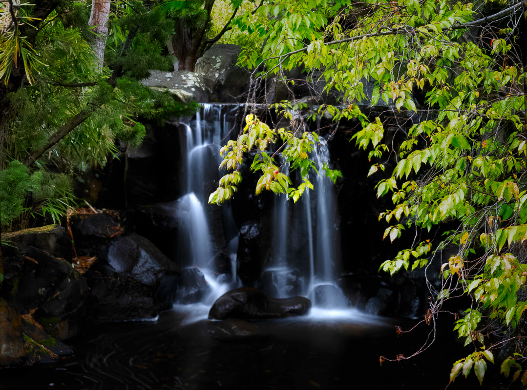 Japanese garden, Hobart Botanic Garden
