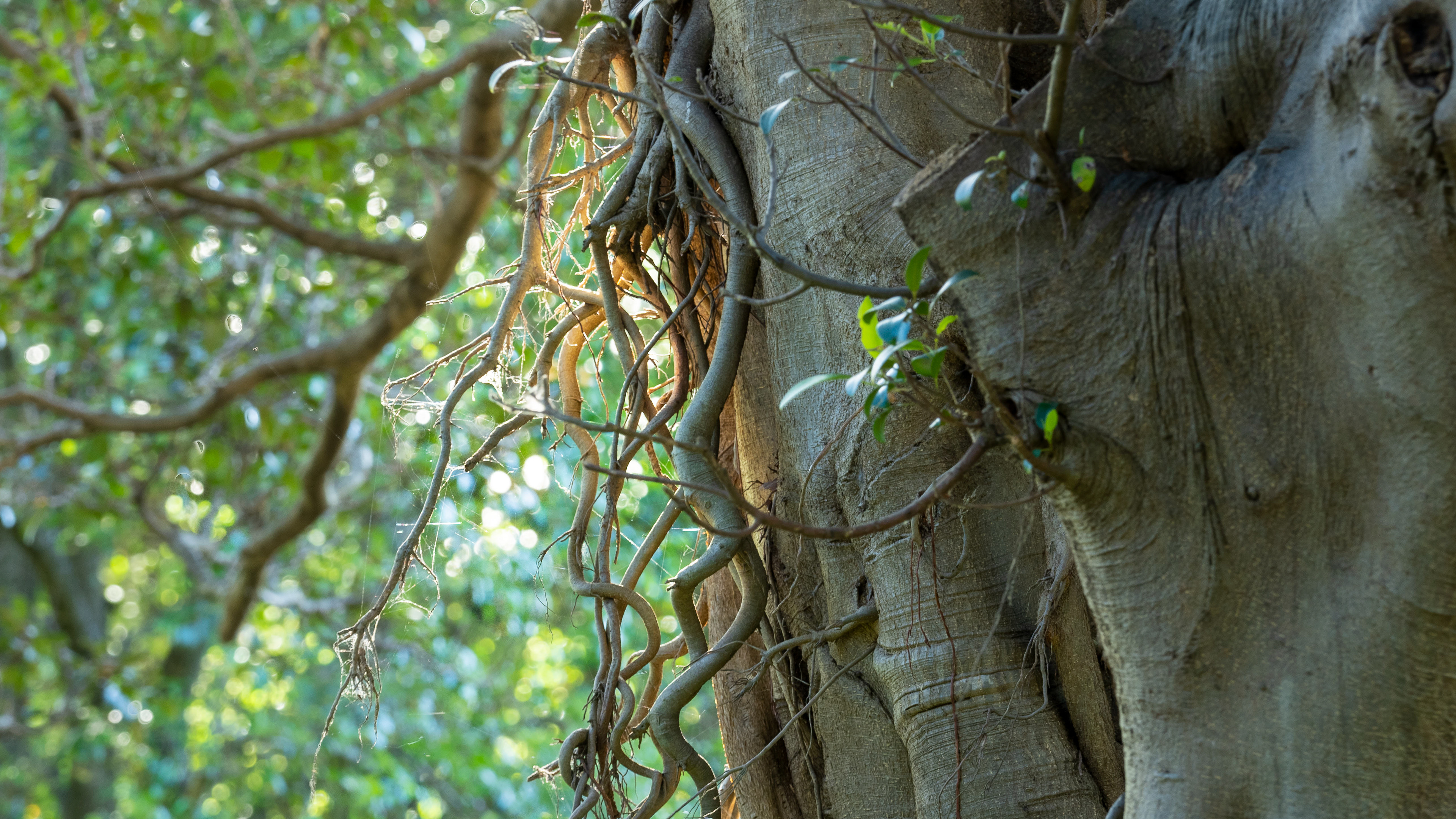 Ficus rubiginosa