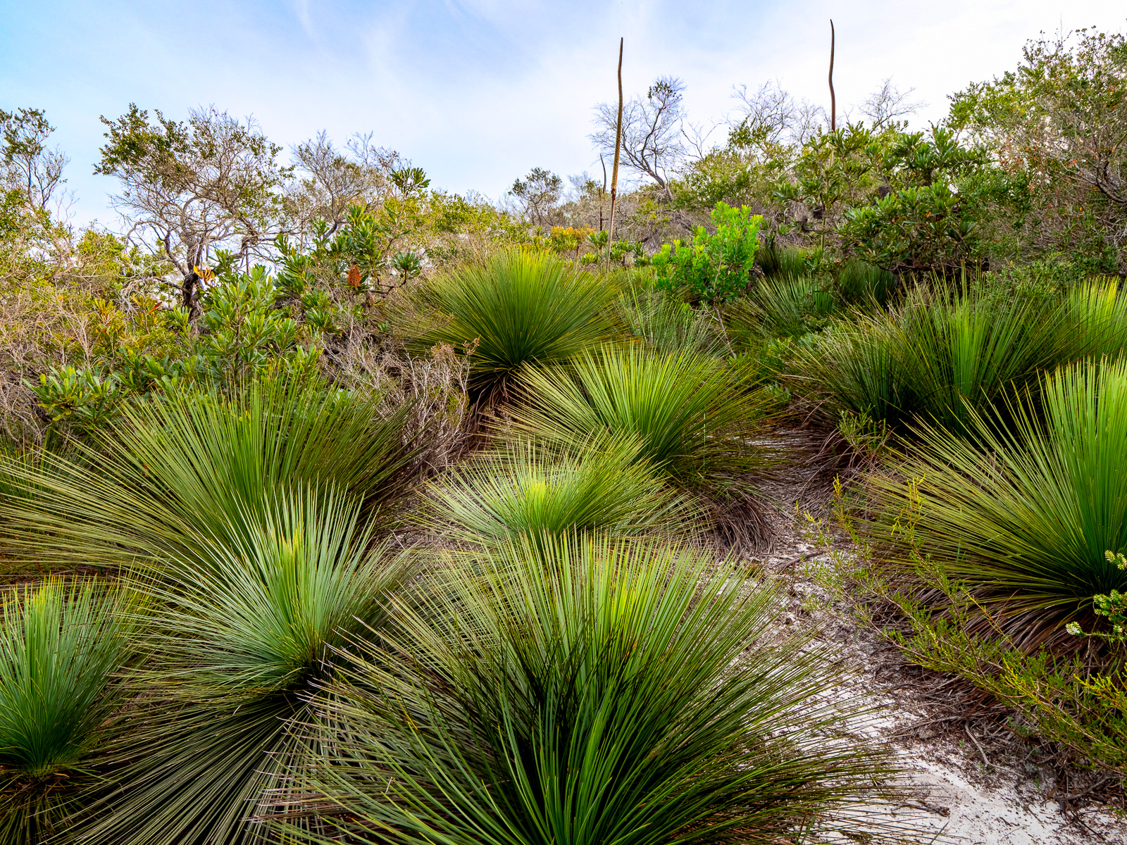 Xanthorrhoea (Grass trees), North Head, NSW