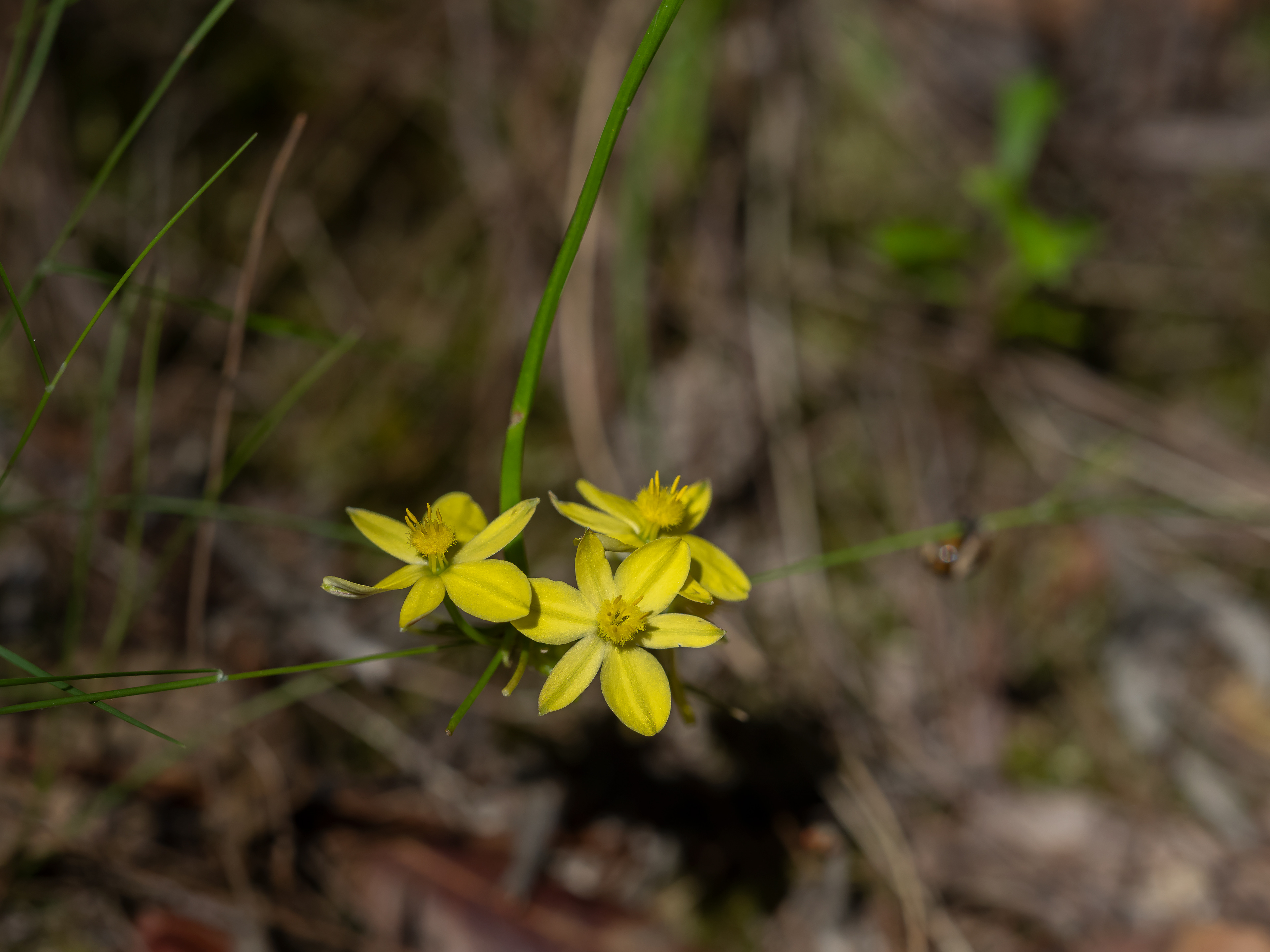 Hypoxis hygrometrica var. hygrometrica