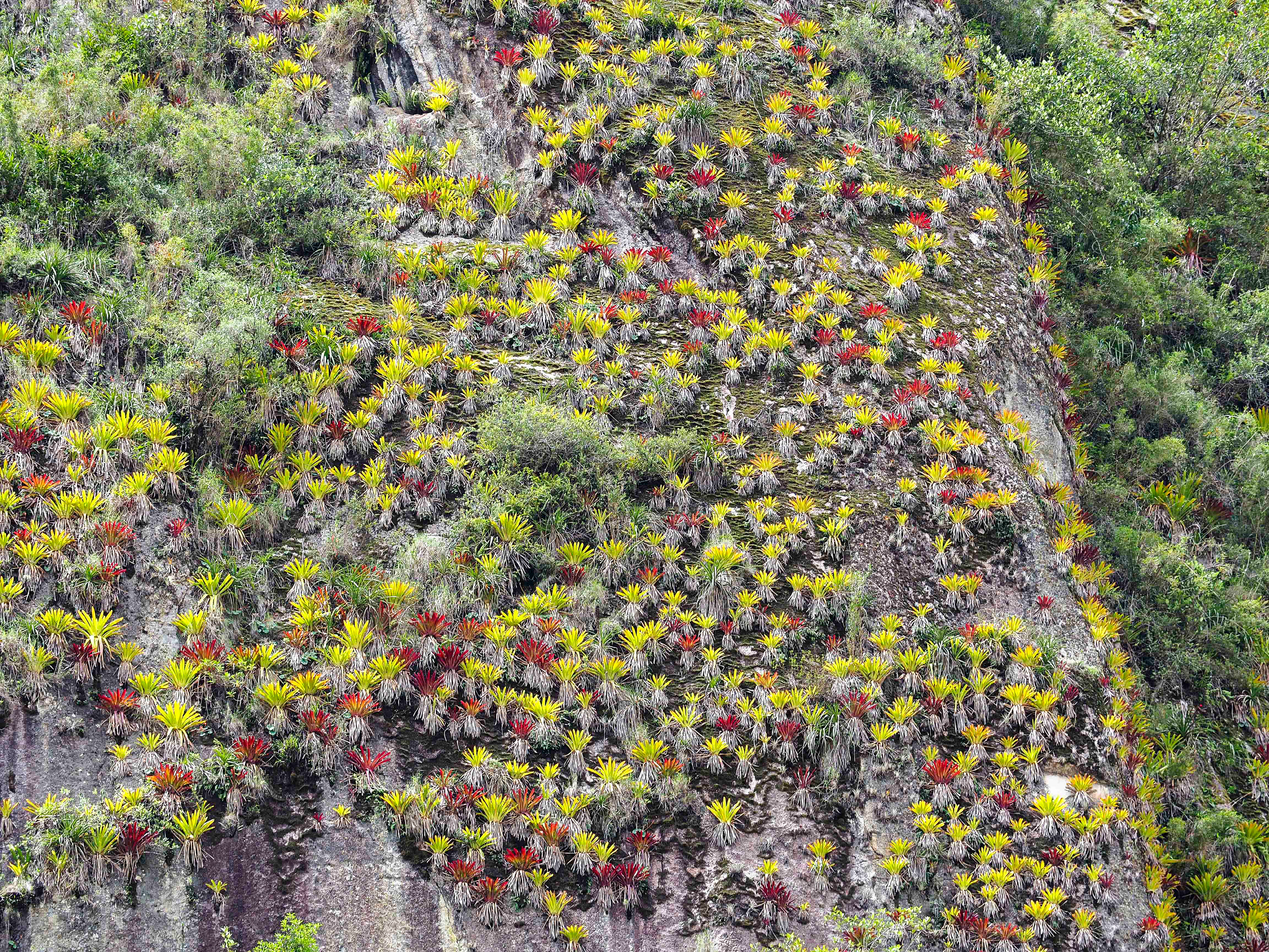 Wall of bromeliads