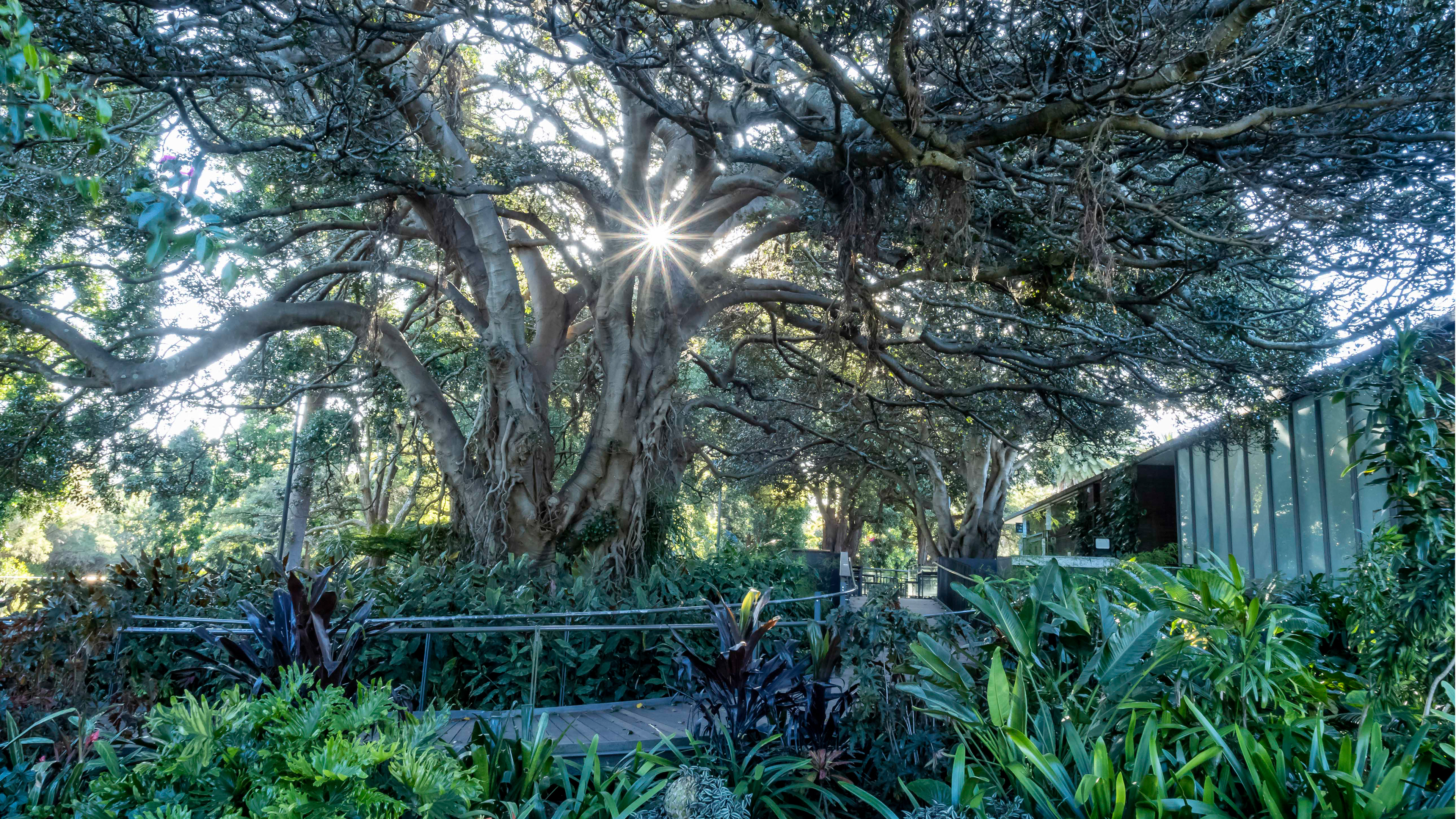 Ficus rubiginosa