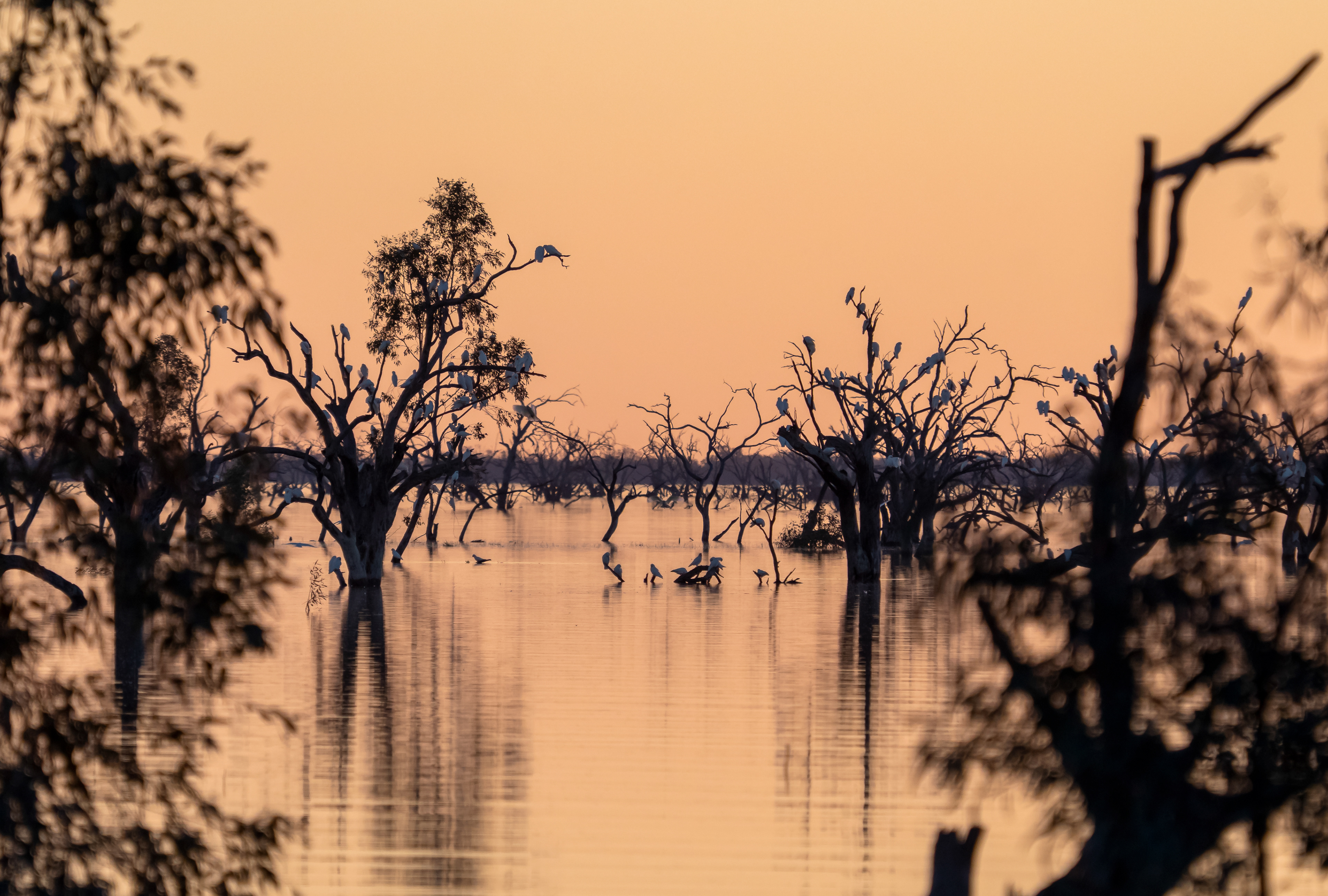 Lake Menindee, NSW