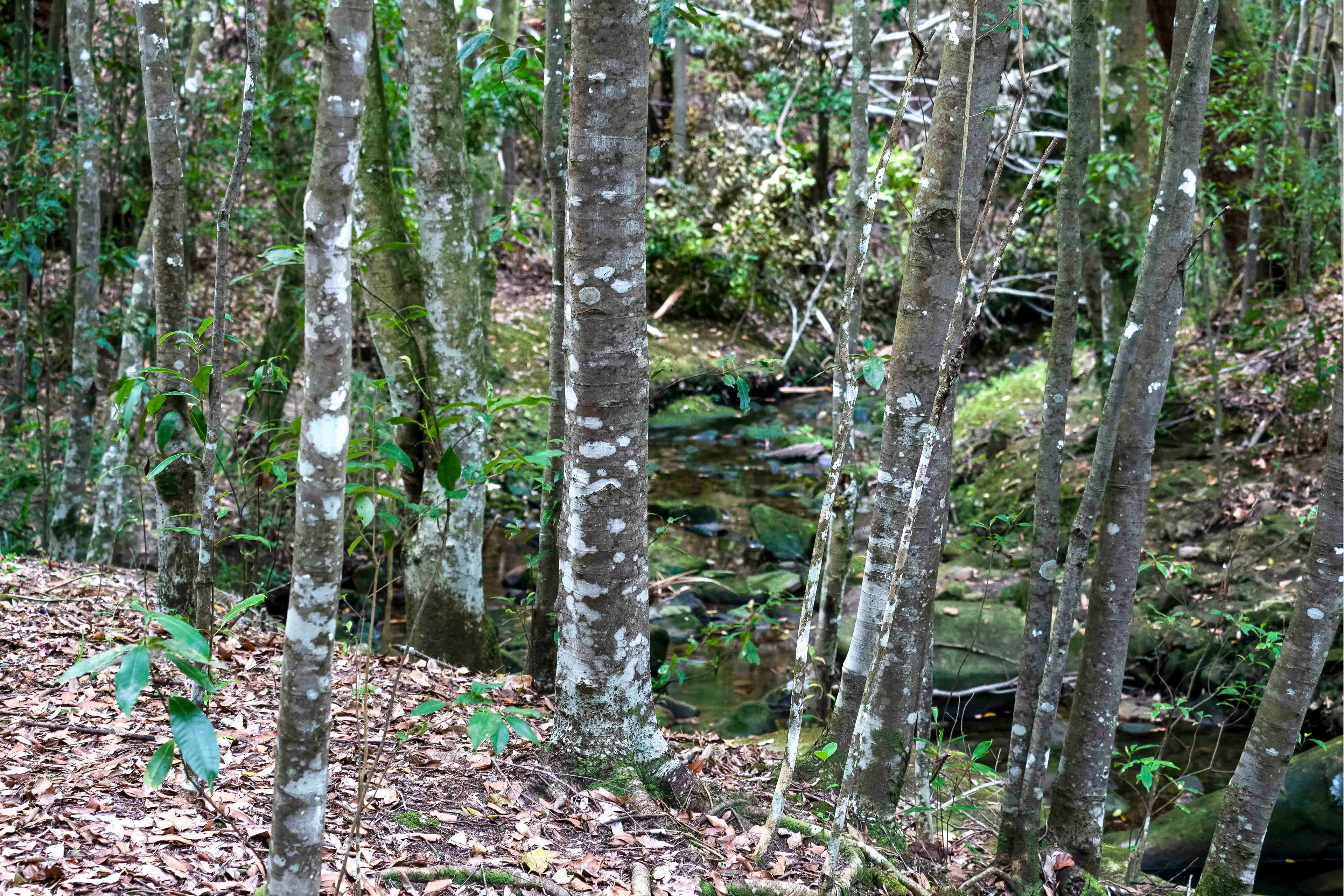 Grove of trees