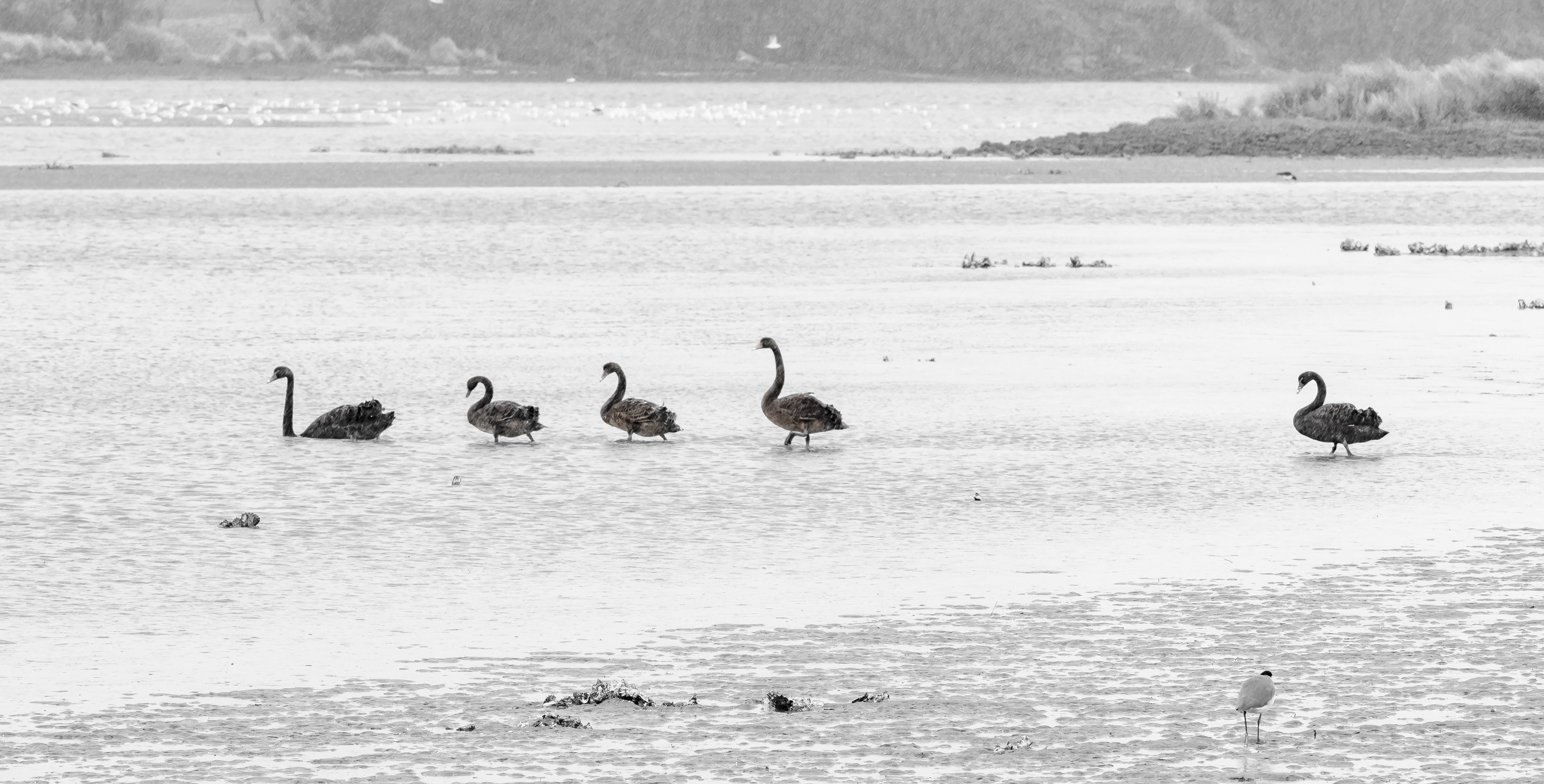 Inverawe Native Garden, Tas