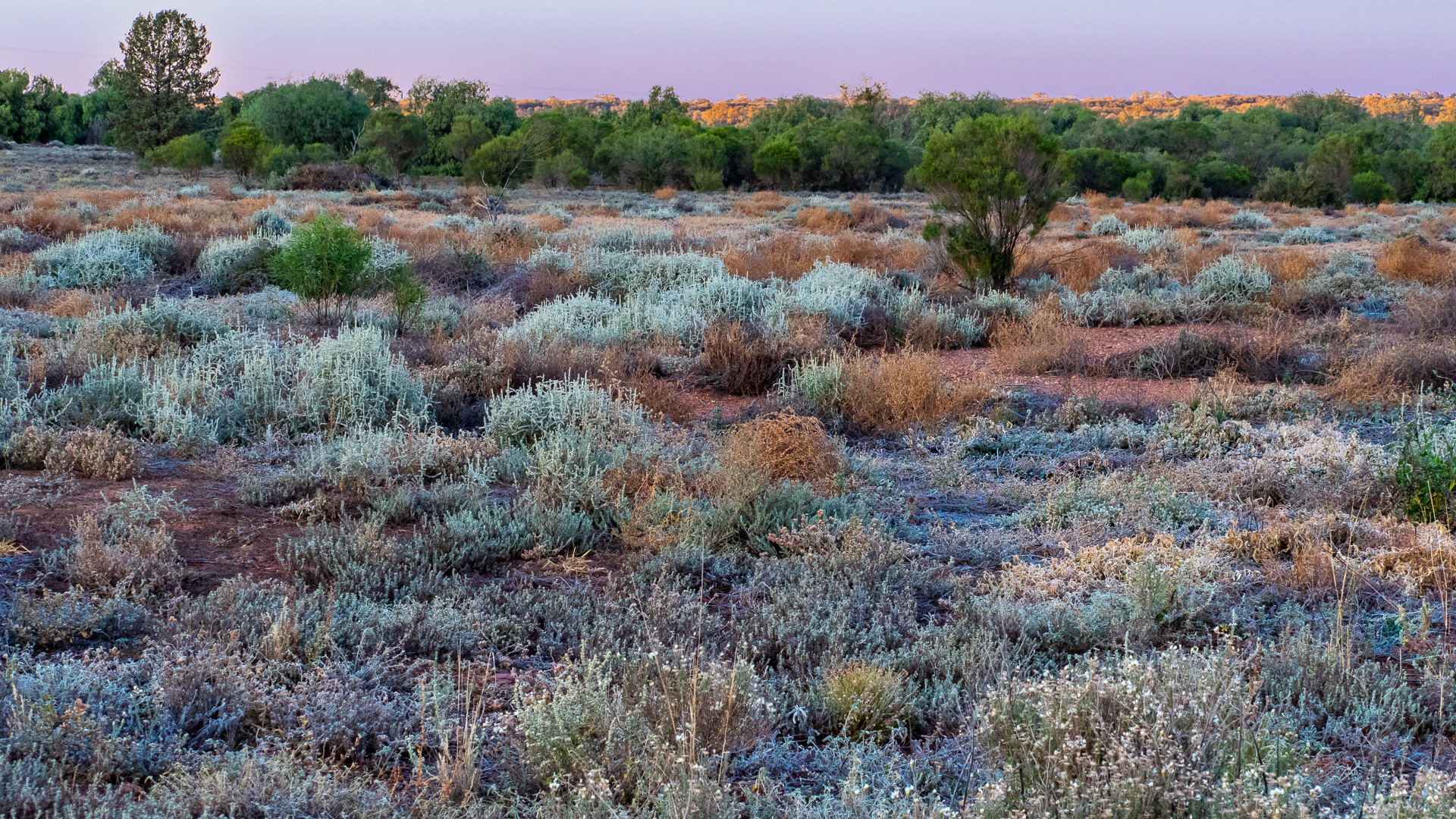 Scrub vegetation, western NSW