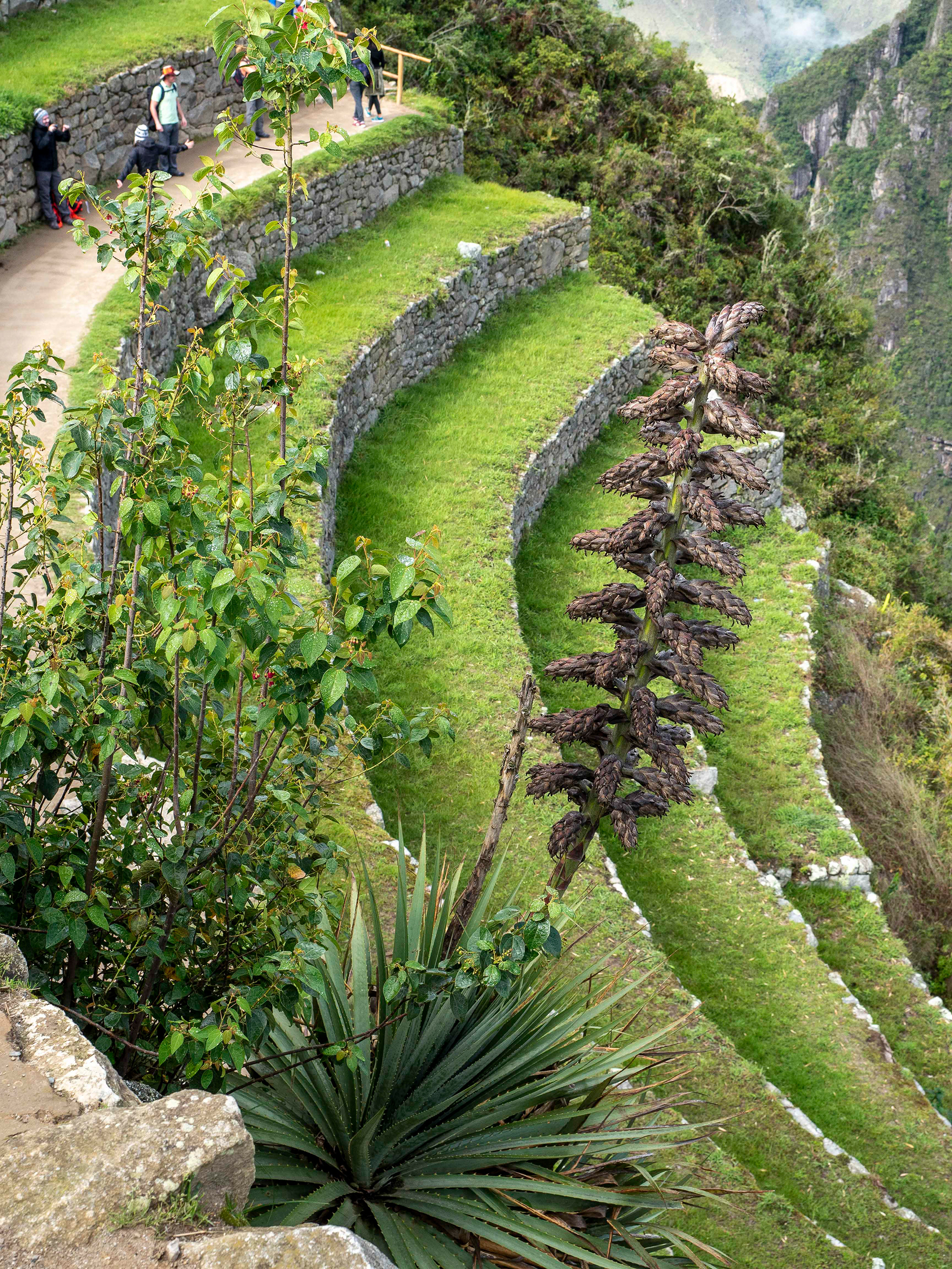 Puya herrerae