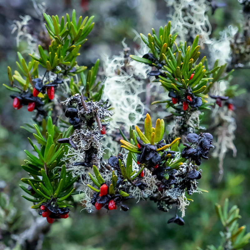 Cradle Mountain