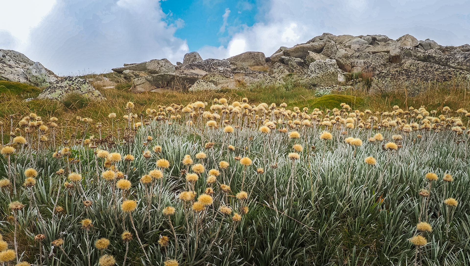 Mt Kosciuszko, NSW