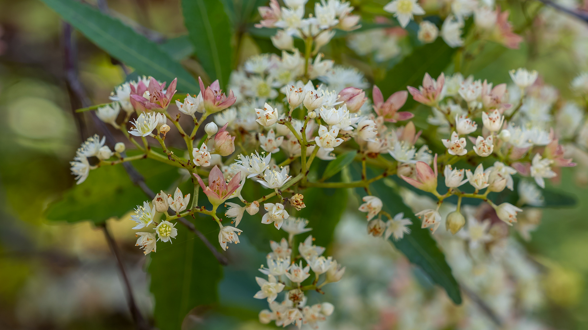 Ceratopetalum gummiferum, NZW Christmas Bush
