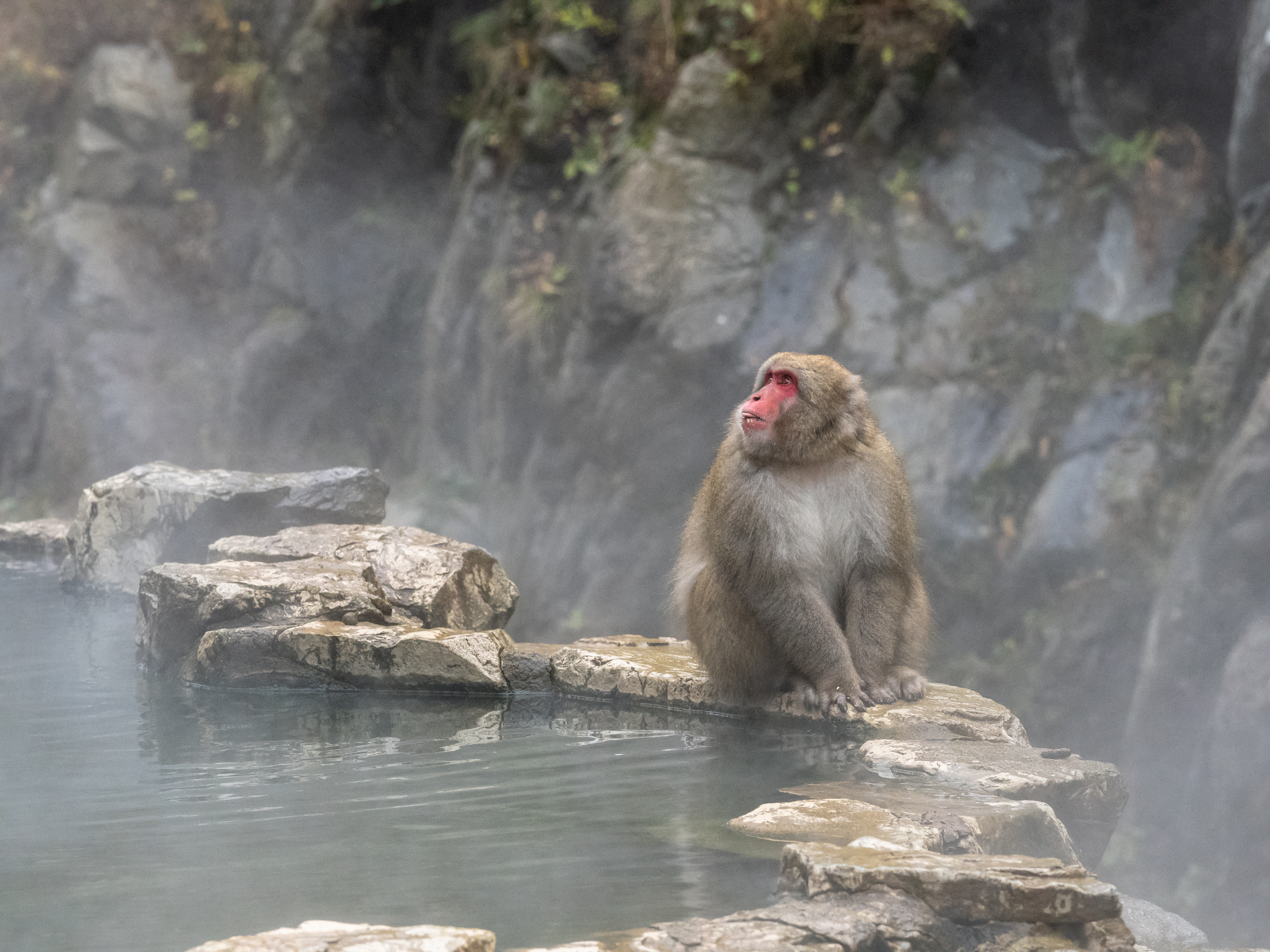 Snow monkeys