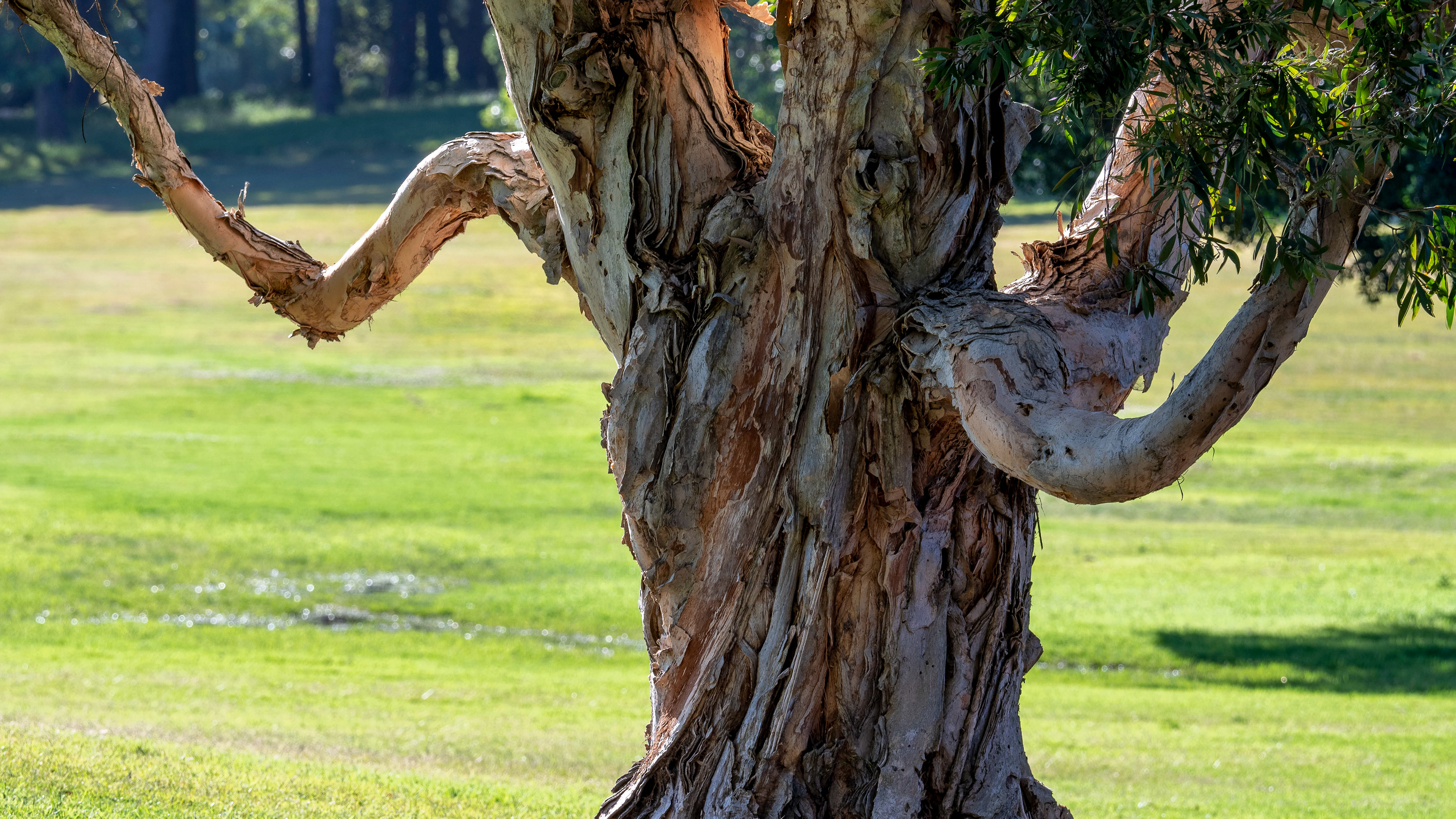 Melaleuca quinqueneriva