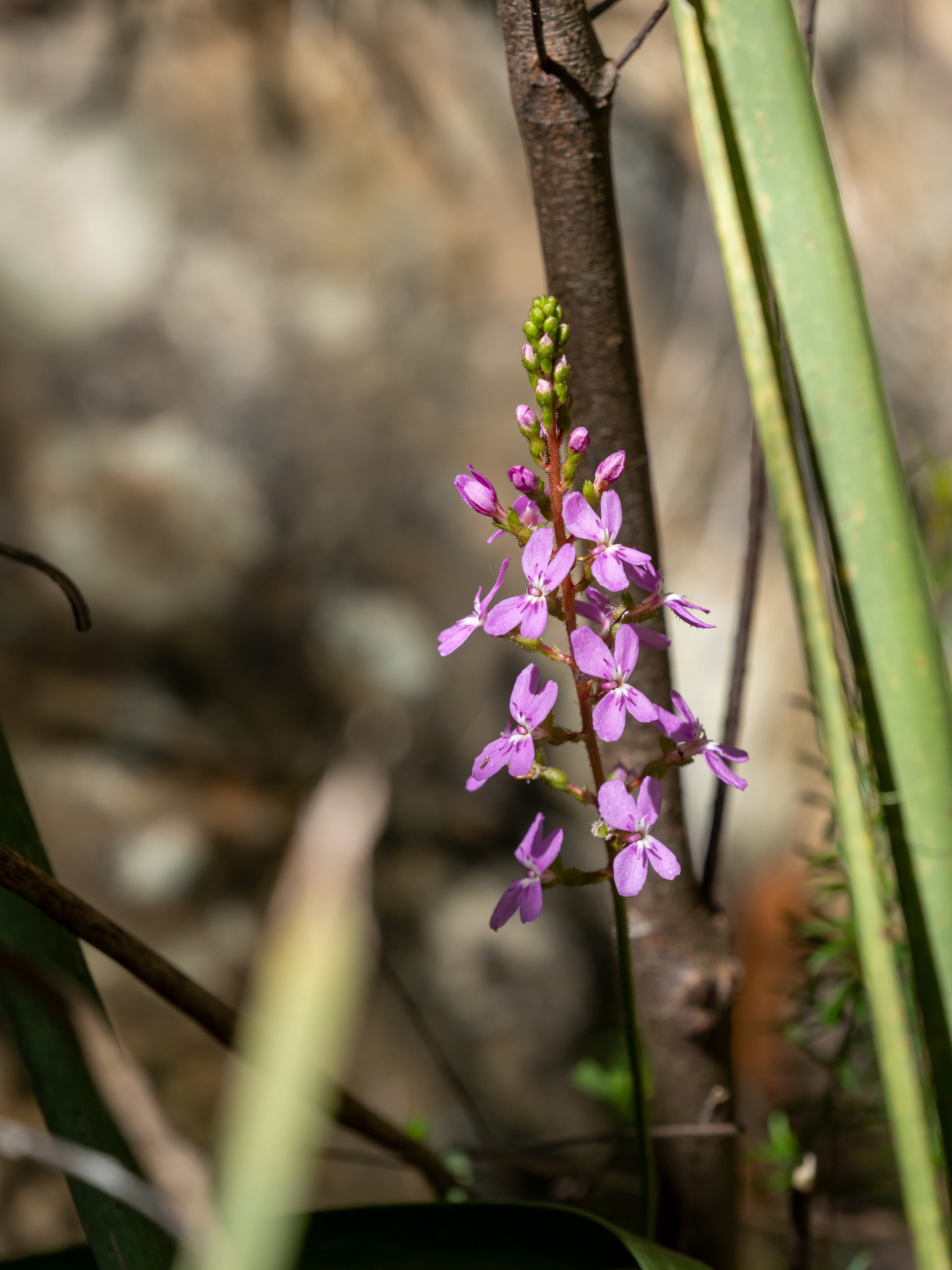 Stylidium productum