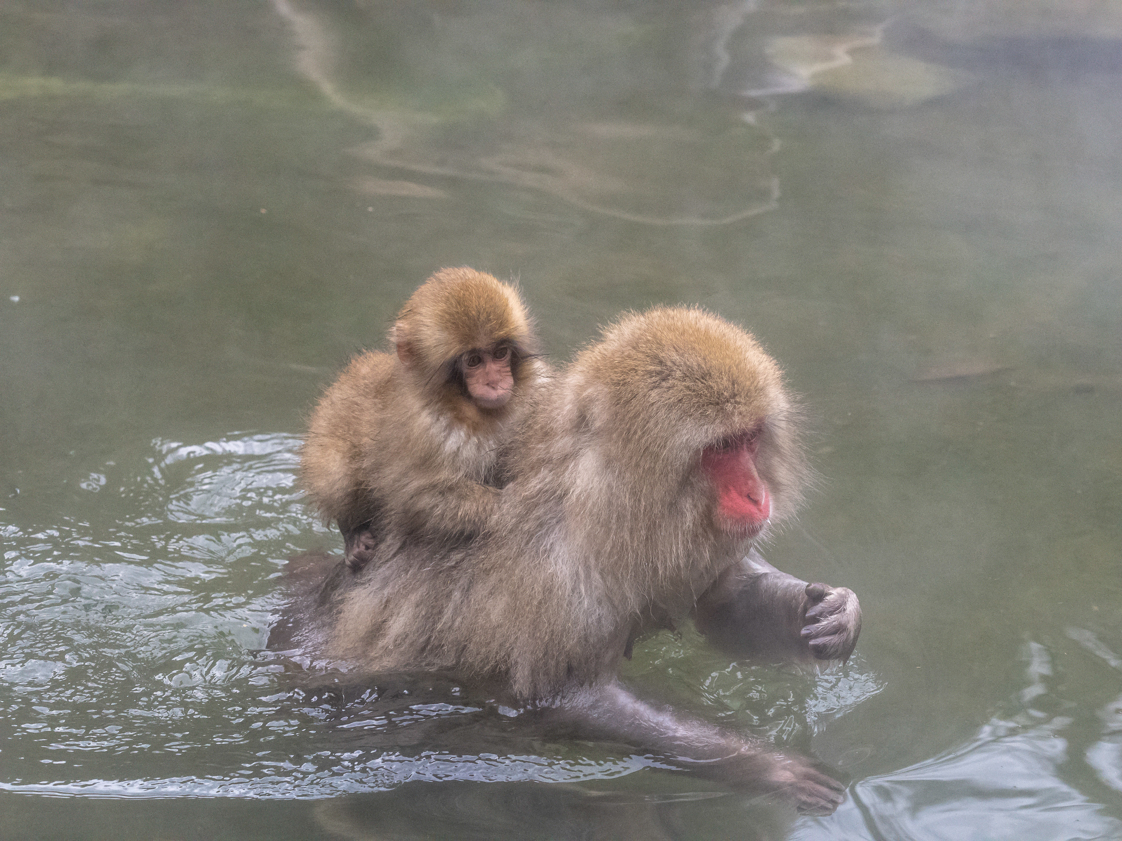 Snow monkeys
