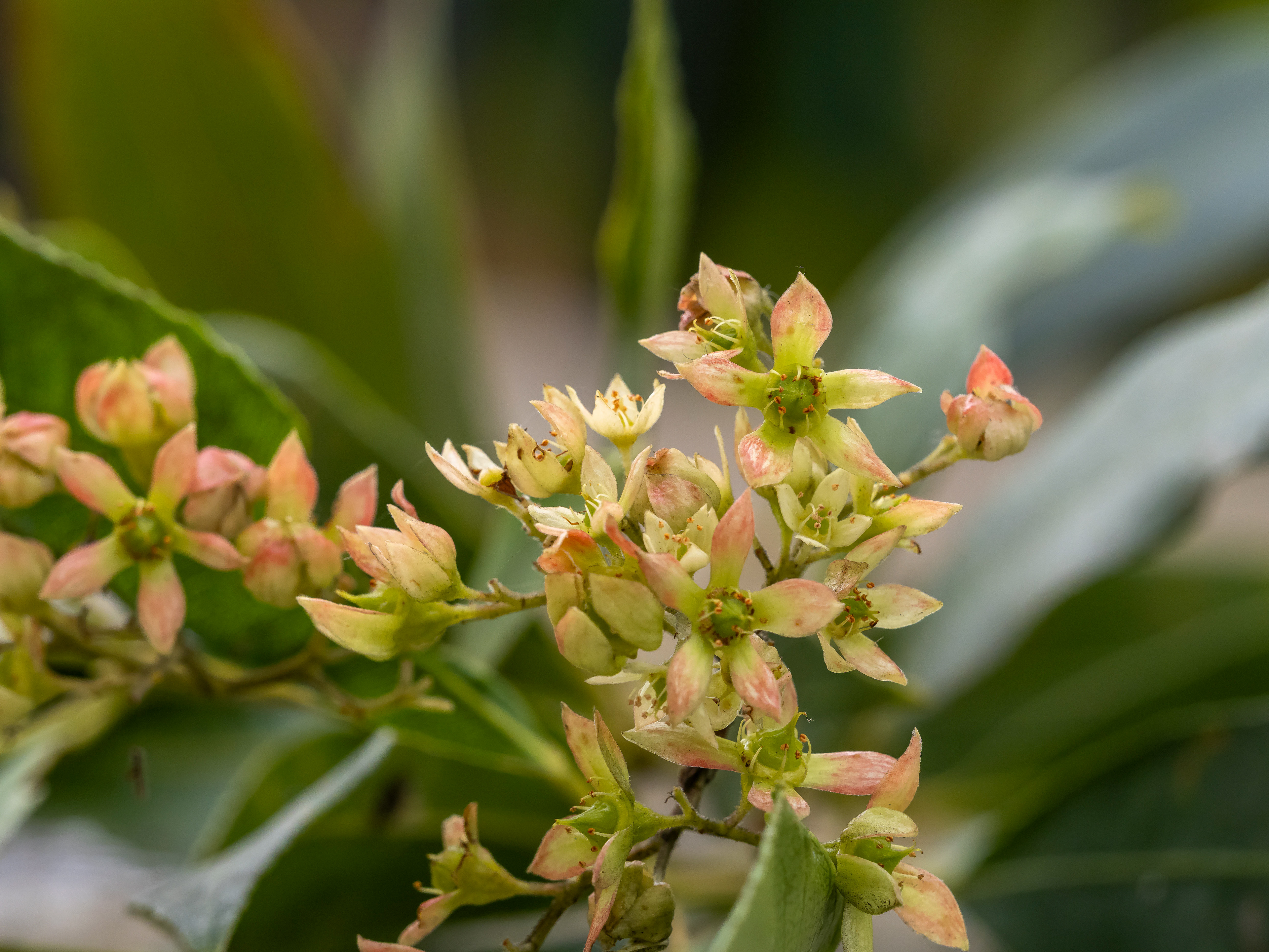Ceratopetalum gummiferum, NZW Christmas Bush