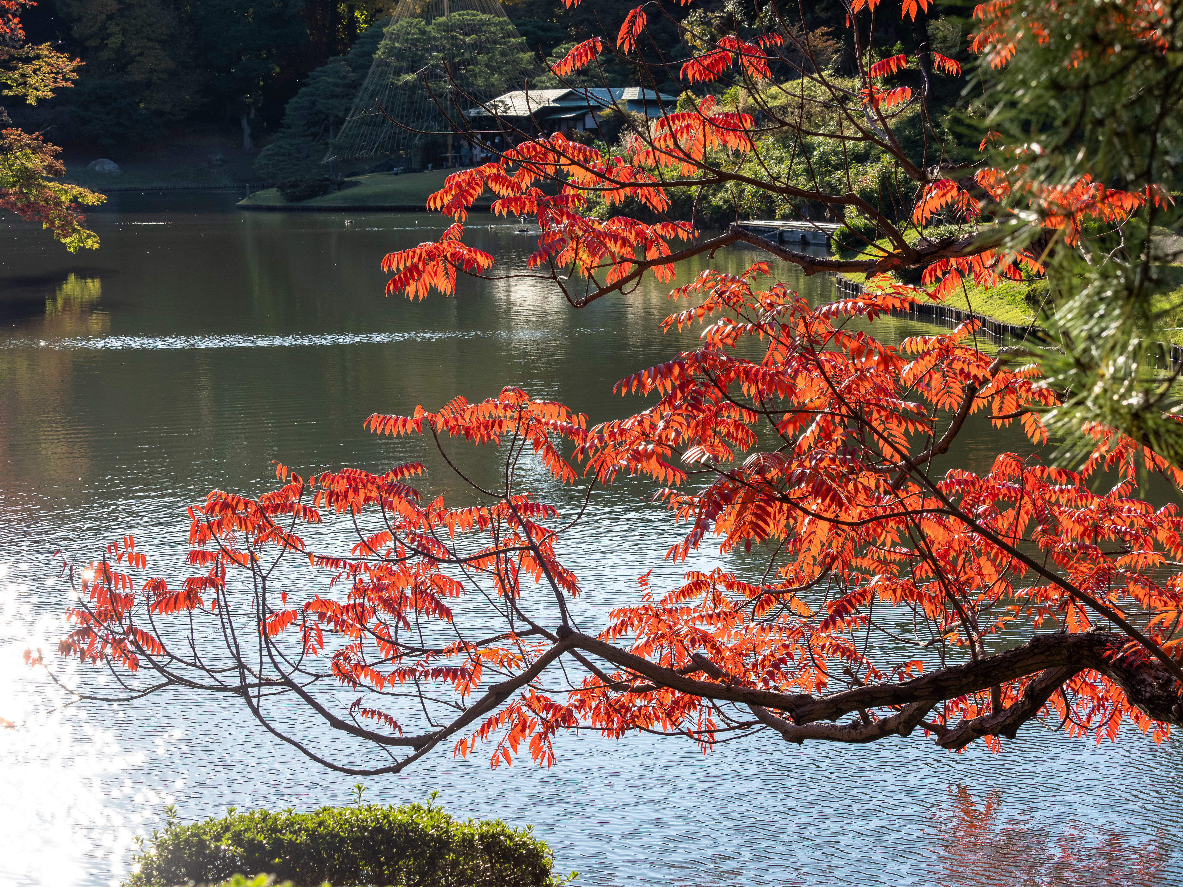 Rikugien Garden, Tokyo