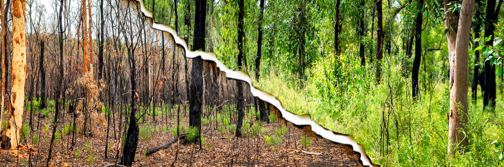 Before and after 2019 fire, Kurri Kurri, NSW