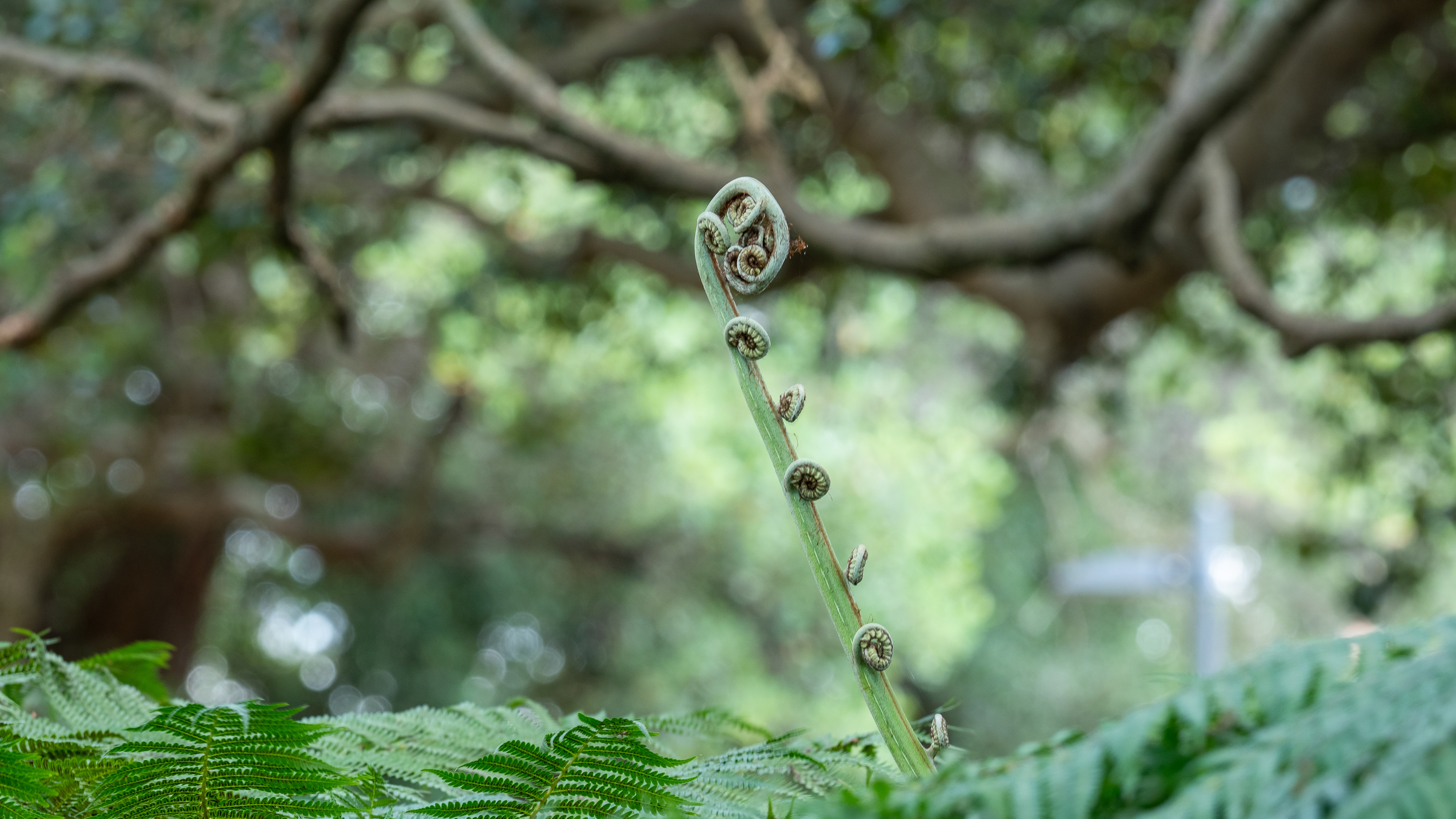 Tree fern under the figs
