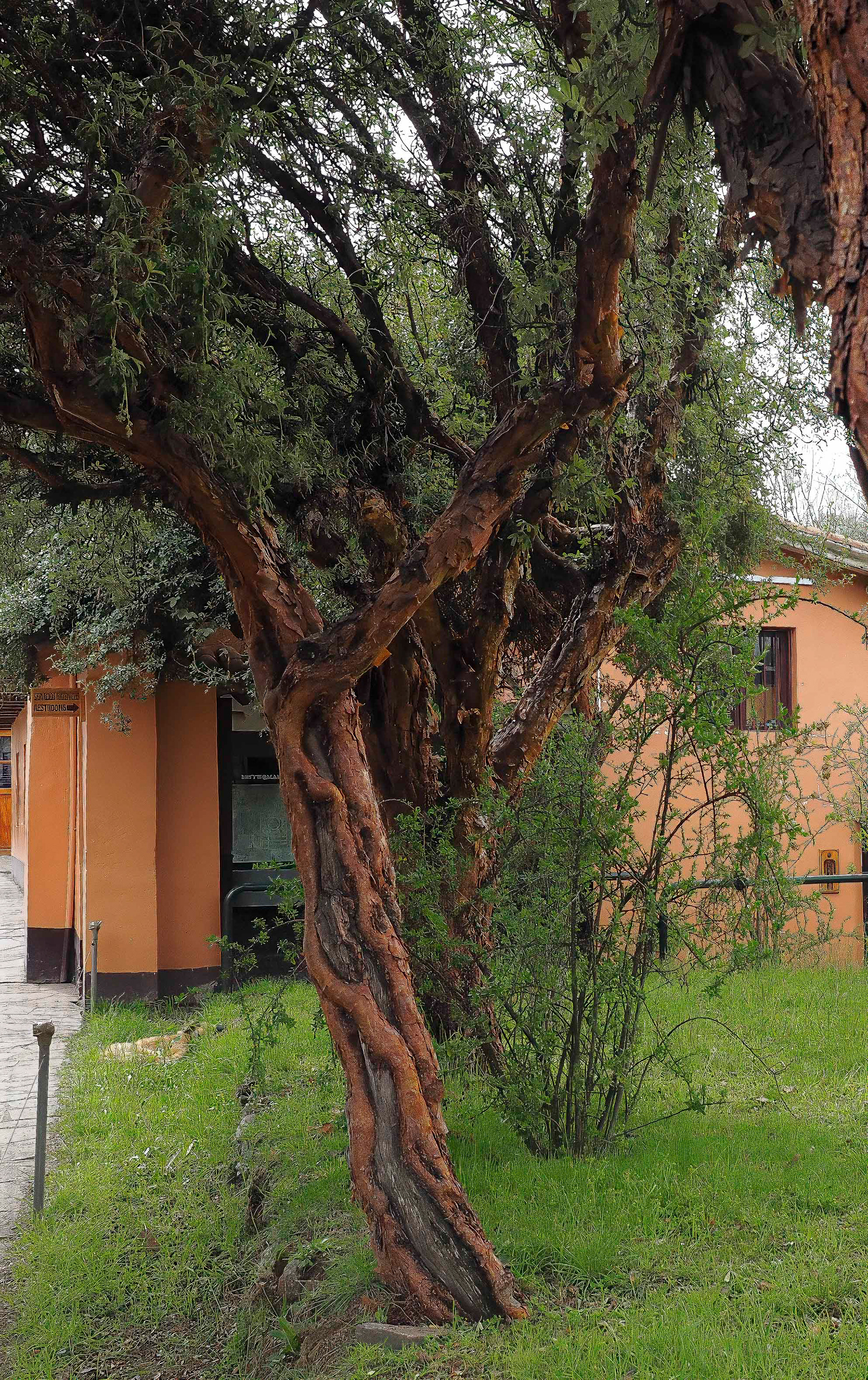 queñual (Polylepis racemosa)