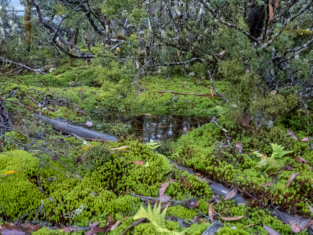 Cradle Mountain
