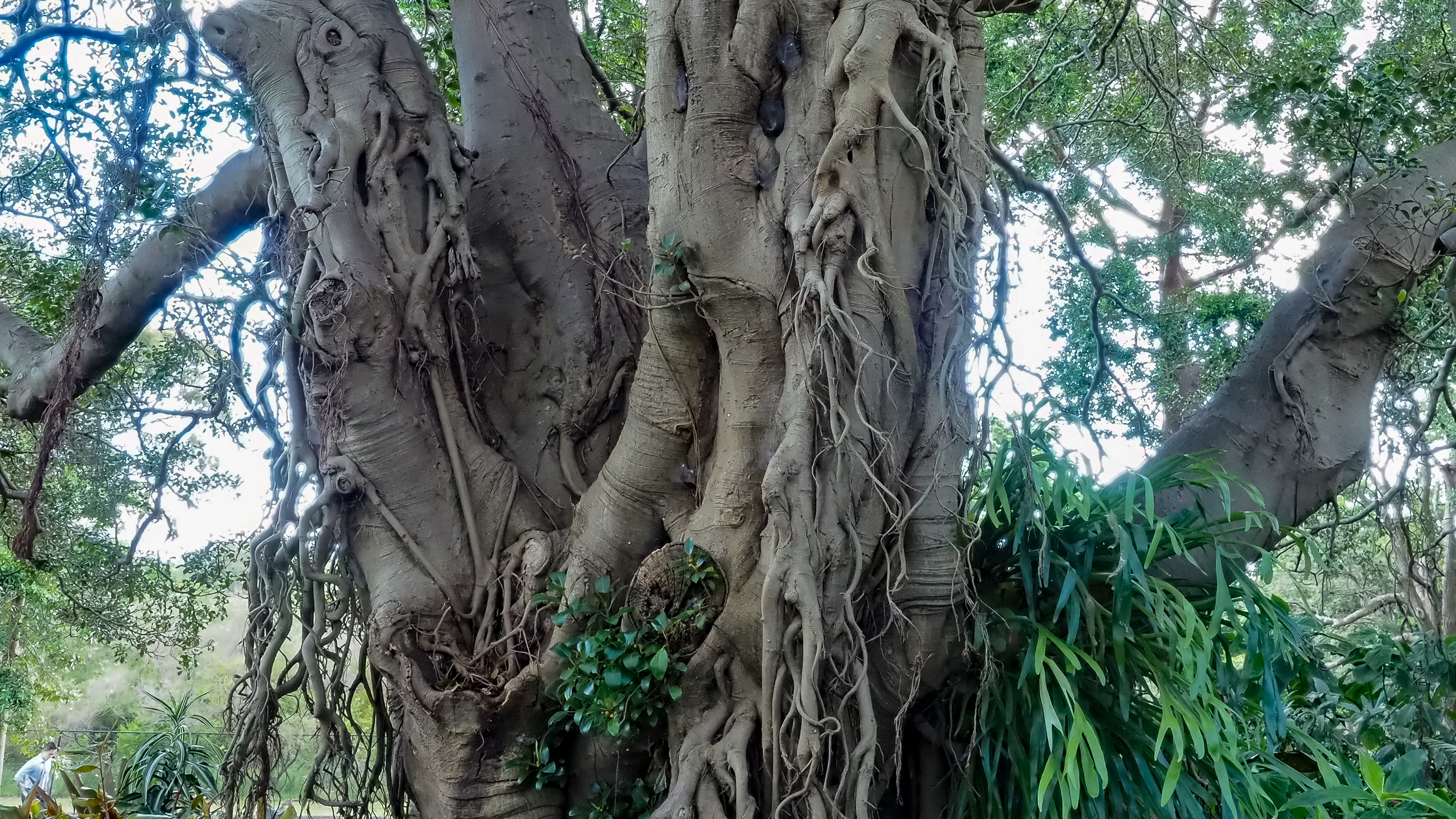 Ficus rubiginosa