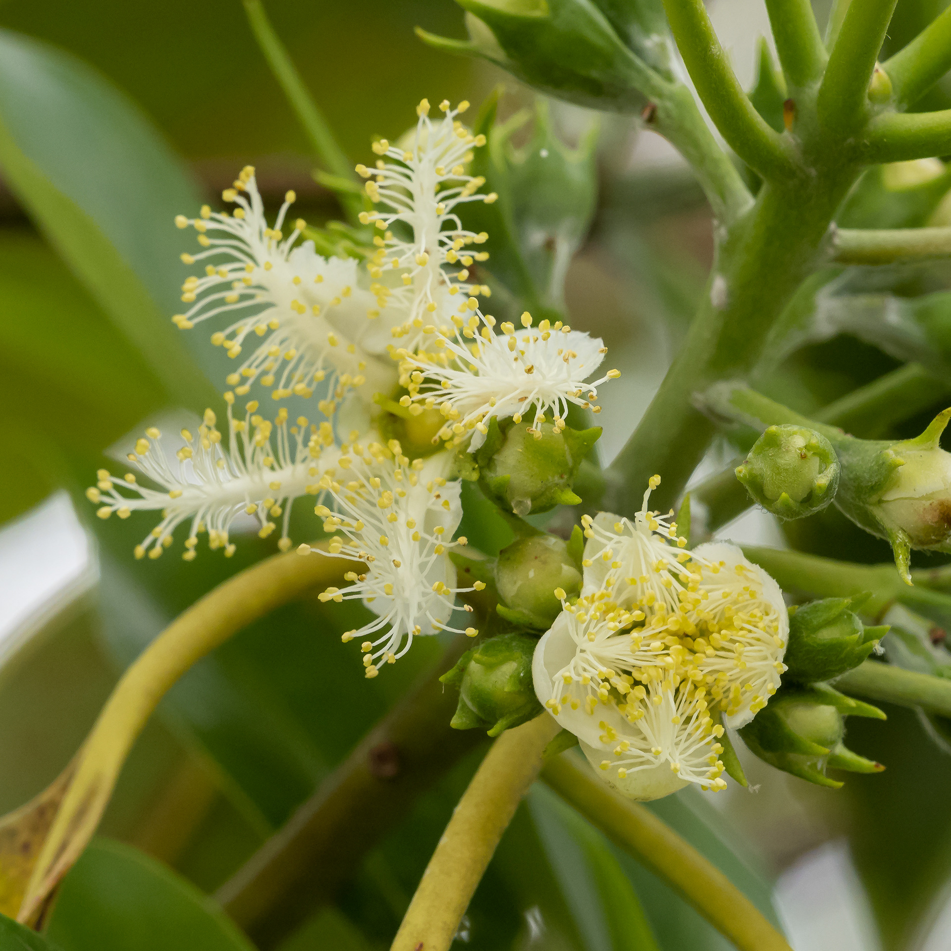 Lophostemon confertus