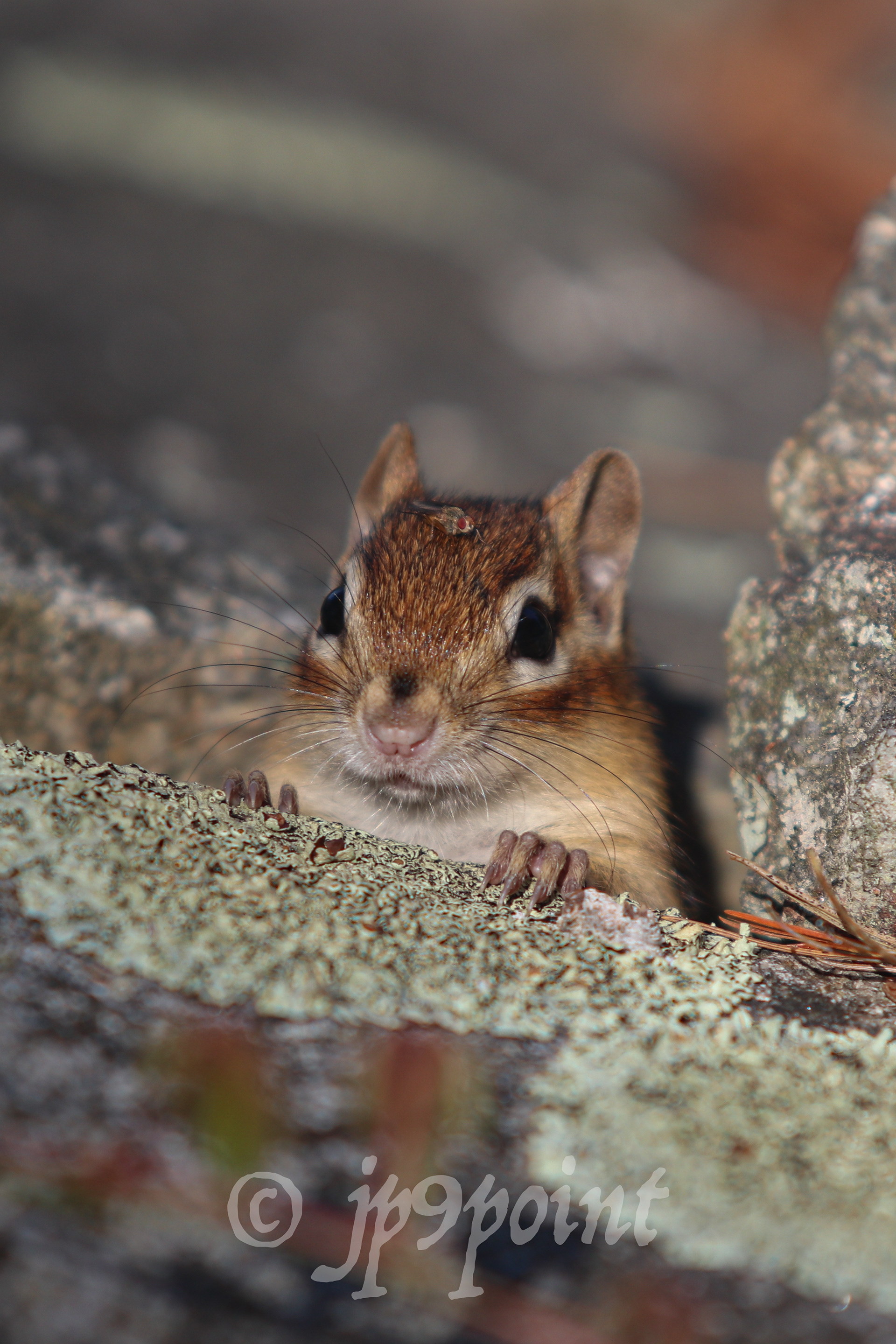 Chipmunk emerges from the rocks with his fly friend on his head. 