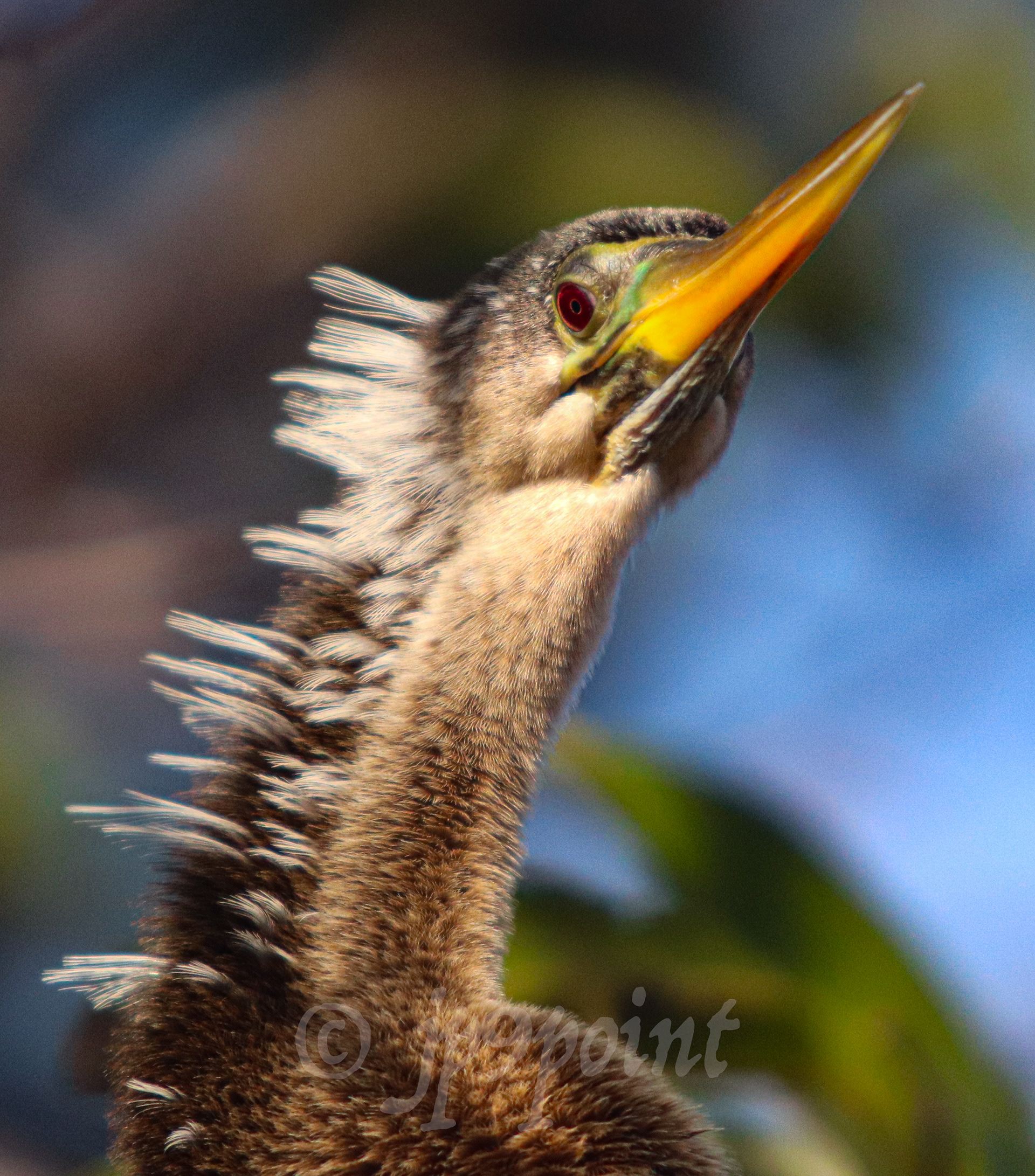Anhinga portrait taken at Wakodahatchee Wetlands, Florida.