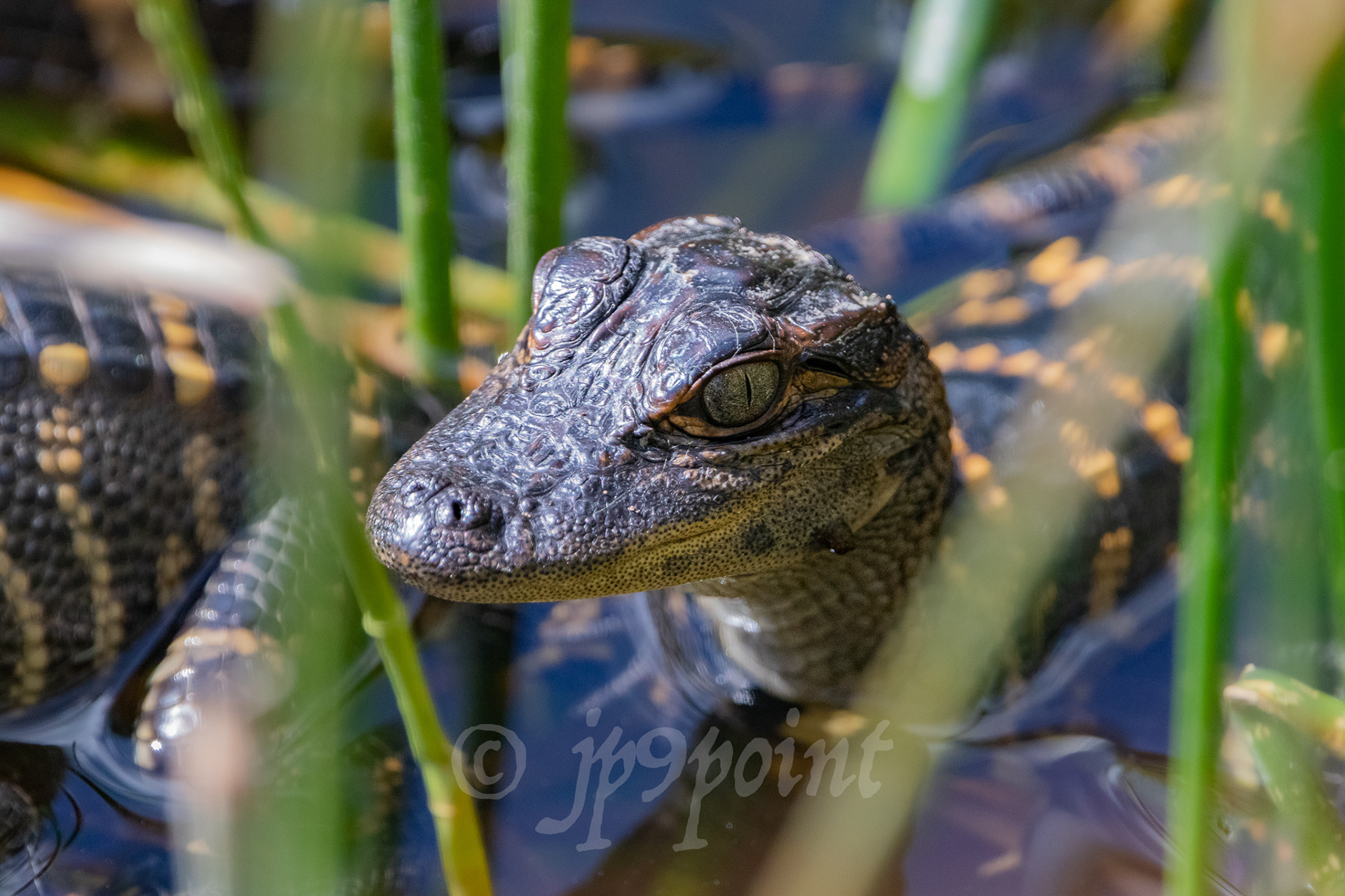 Baby Alligator lifts its head up above the plants