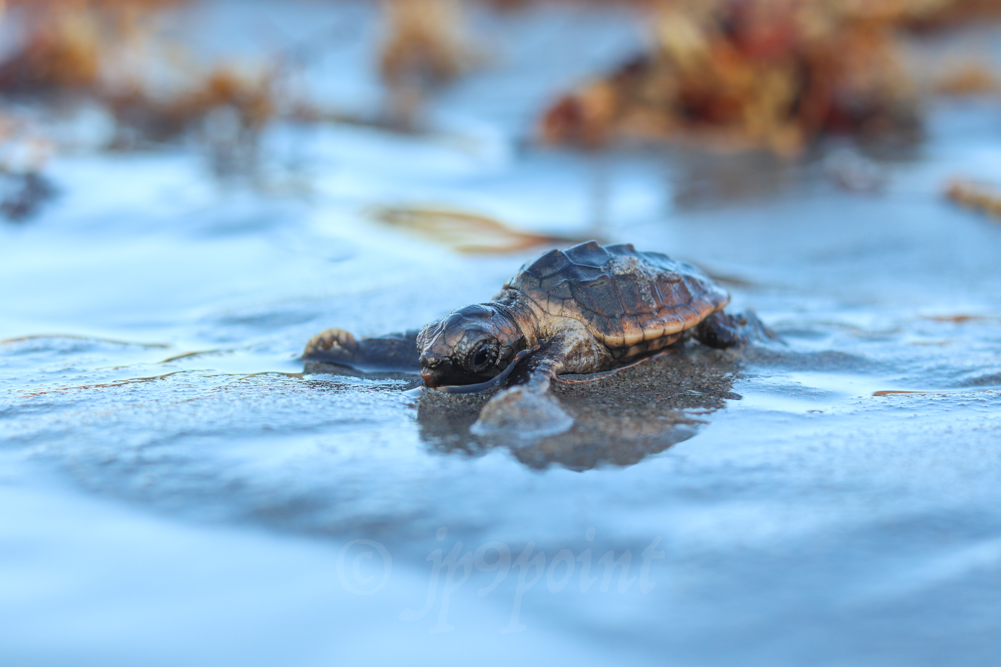 Baby Loggerhead Sea Turtle drops its head into the water