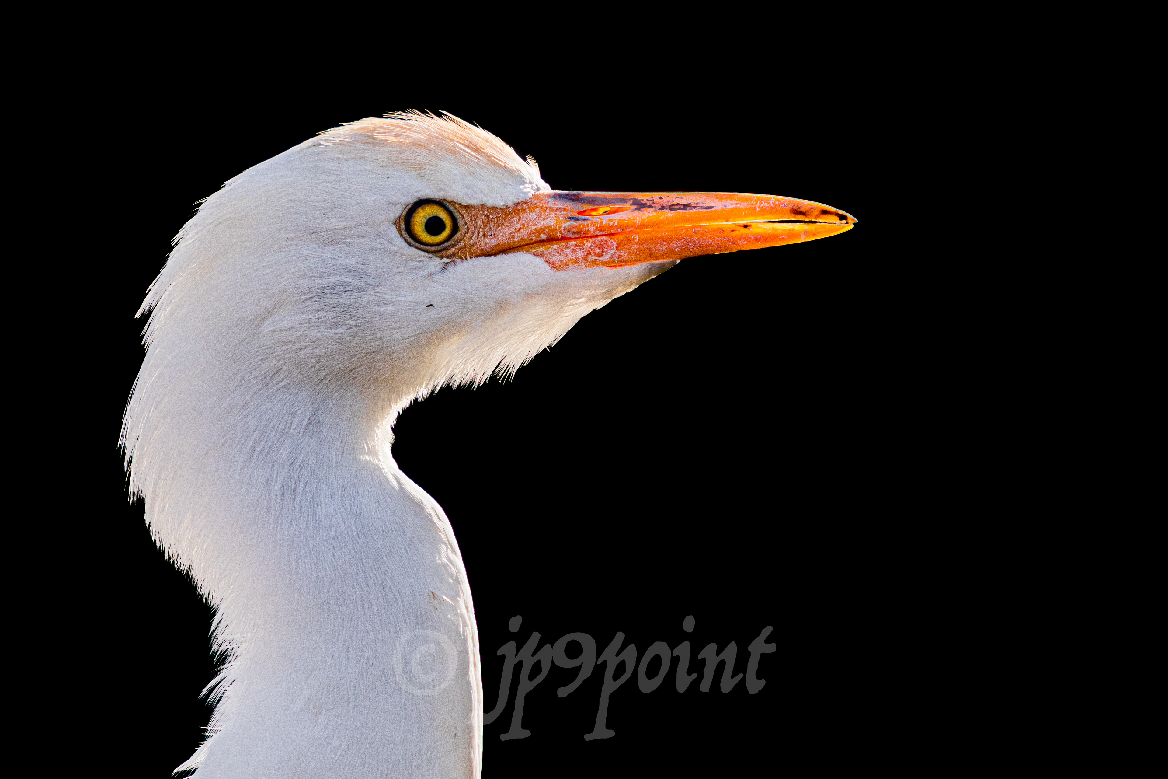 Cattle Egret backlit at Wakodahatchee Wetlands, Florida.