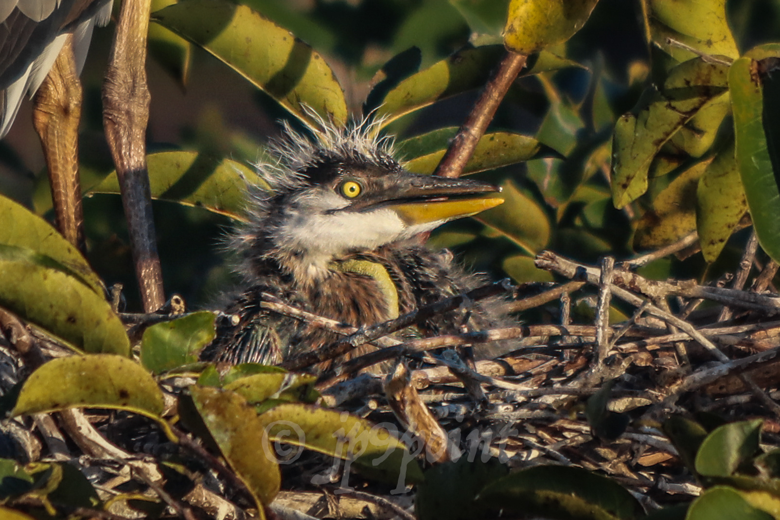 Baby Great Blue Heron at Wakodahatchee Wetlands, Florida.