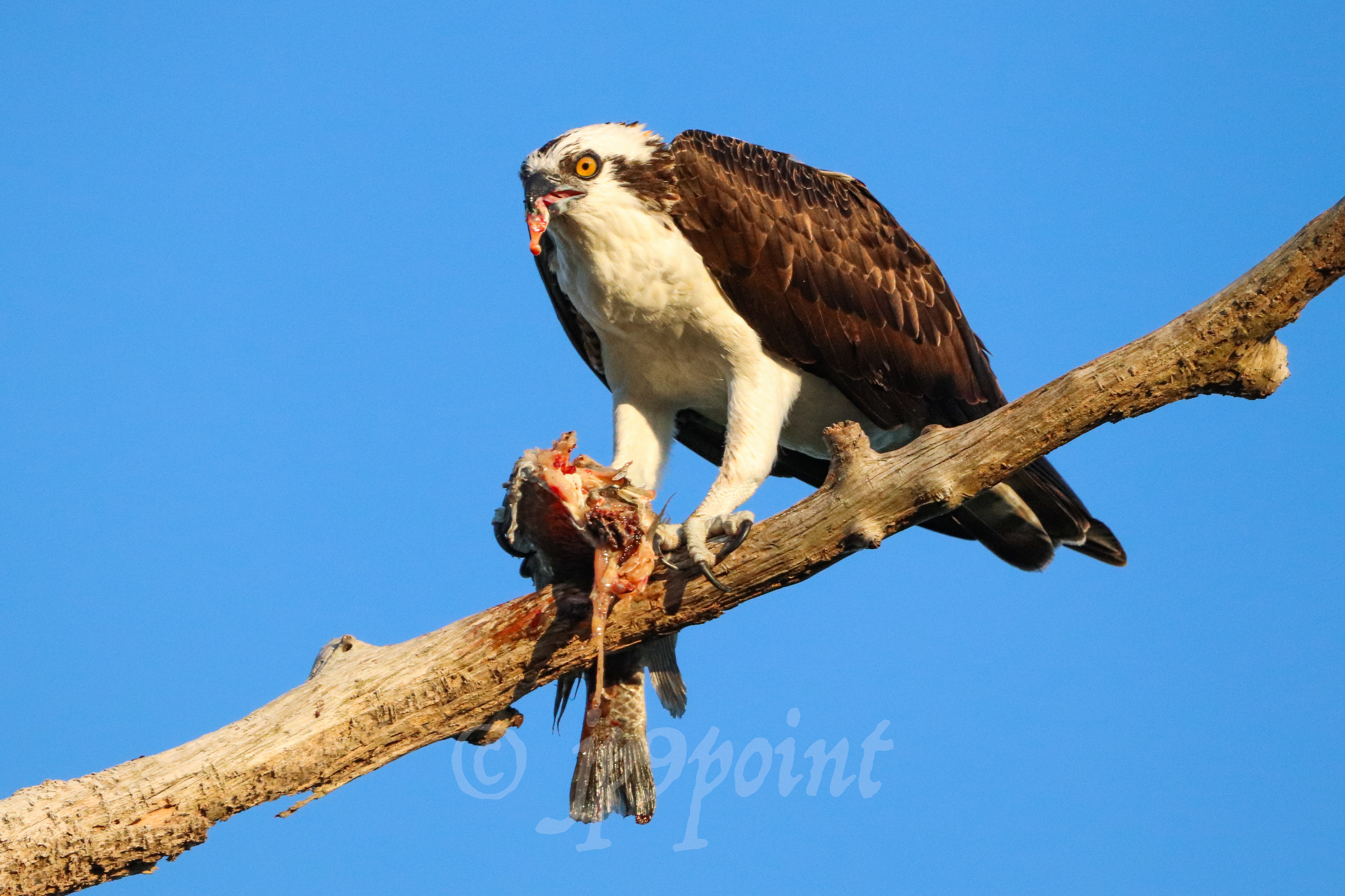 Osprey with a fresh fish catch on a snag